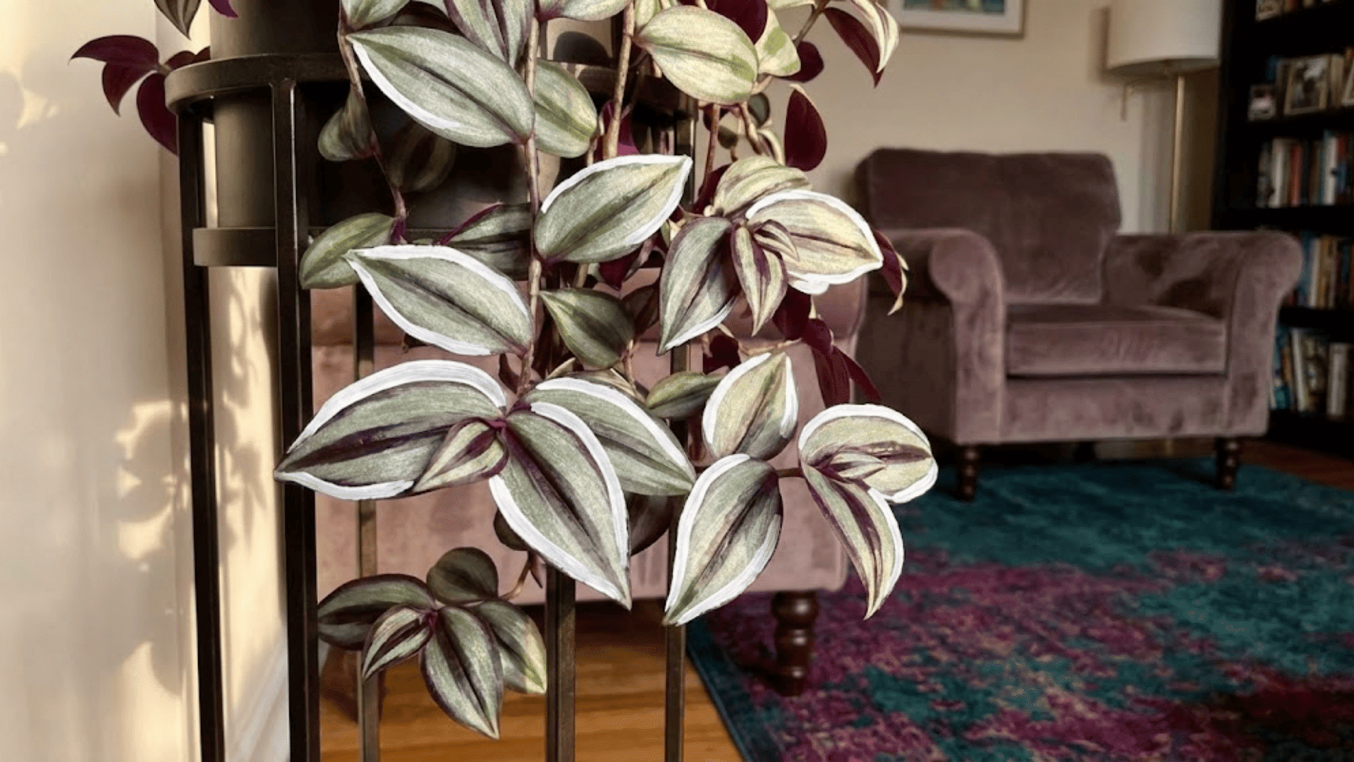 tradescantia zebrina