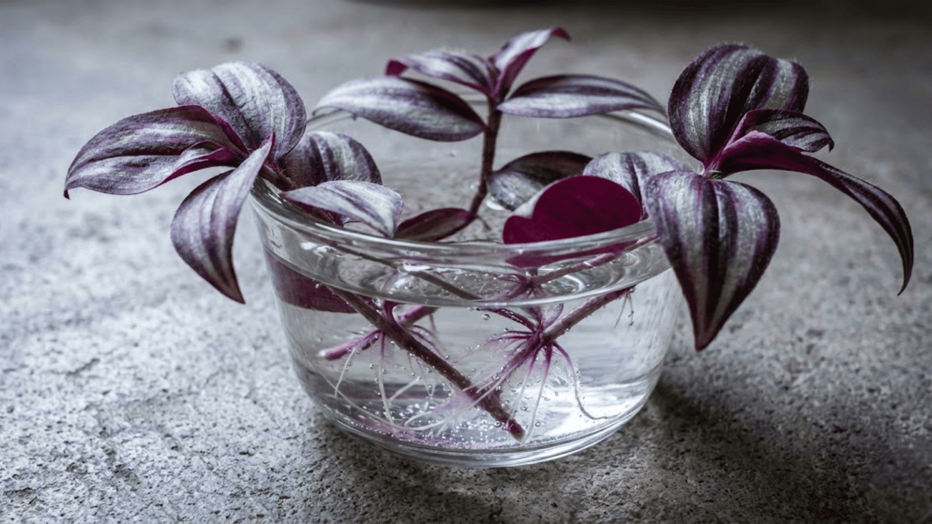 tradescantia