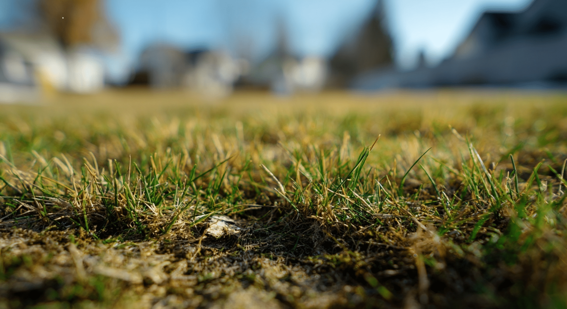 transition zone lawns