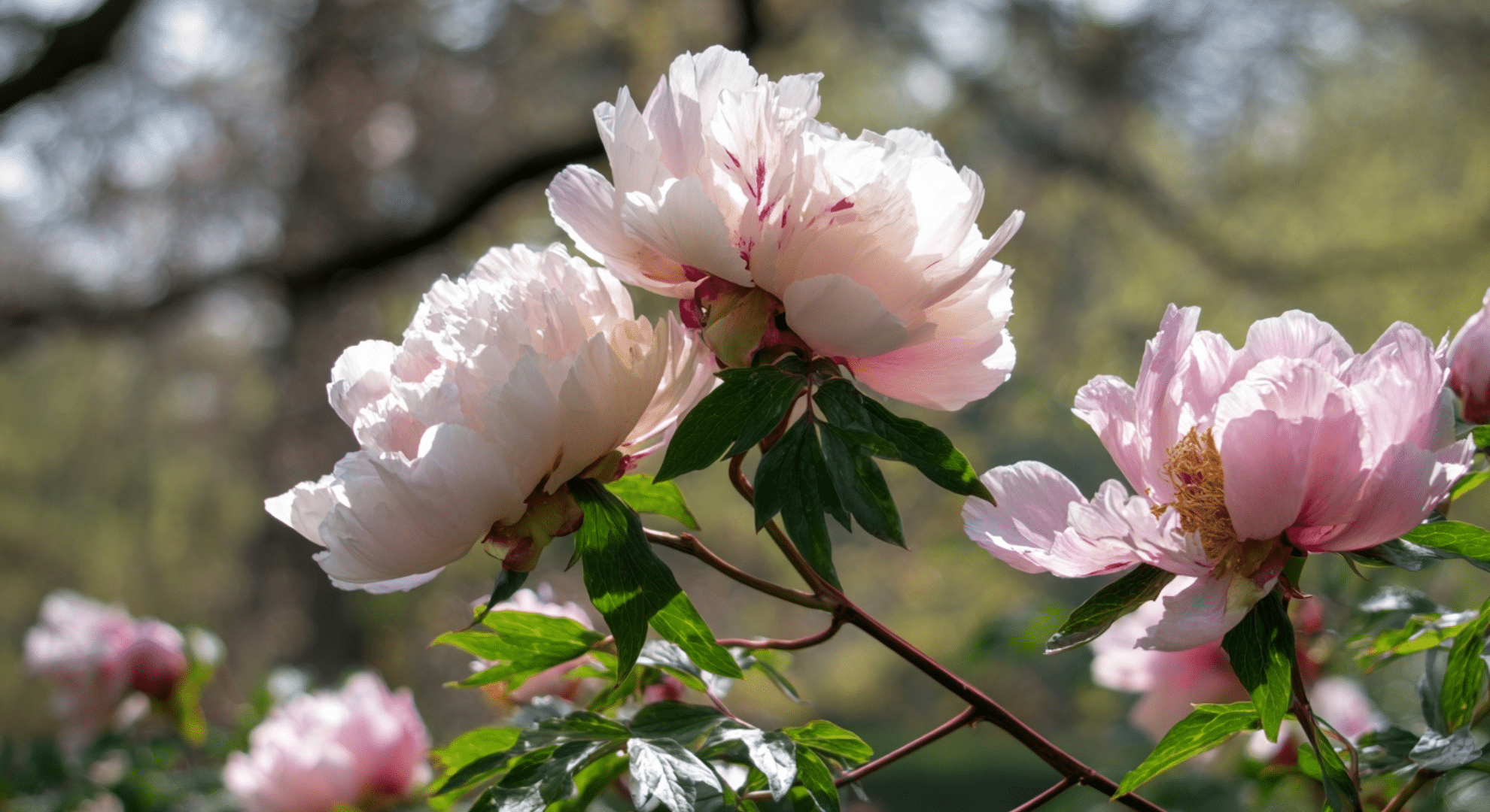 tree peonies