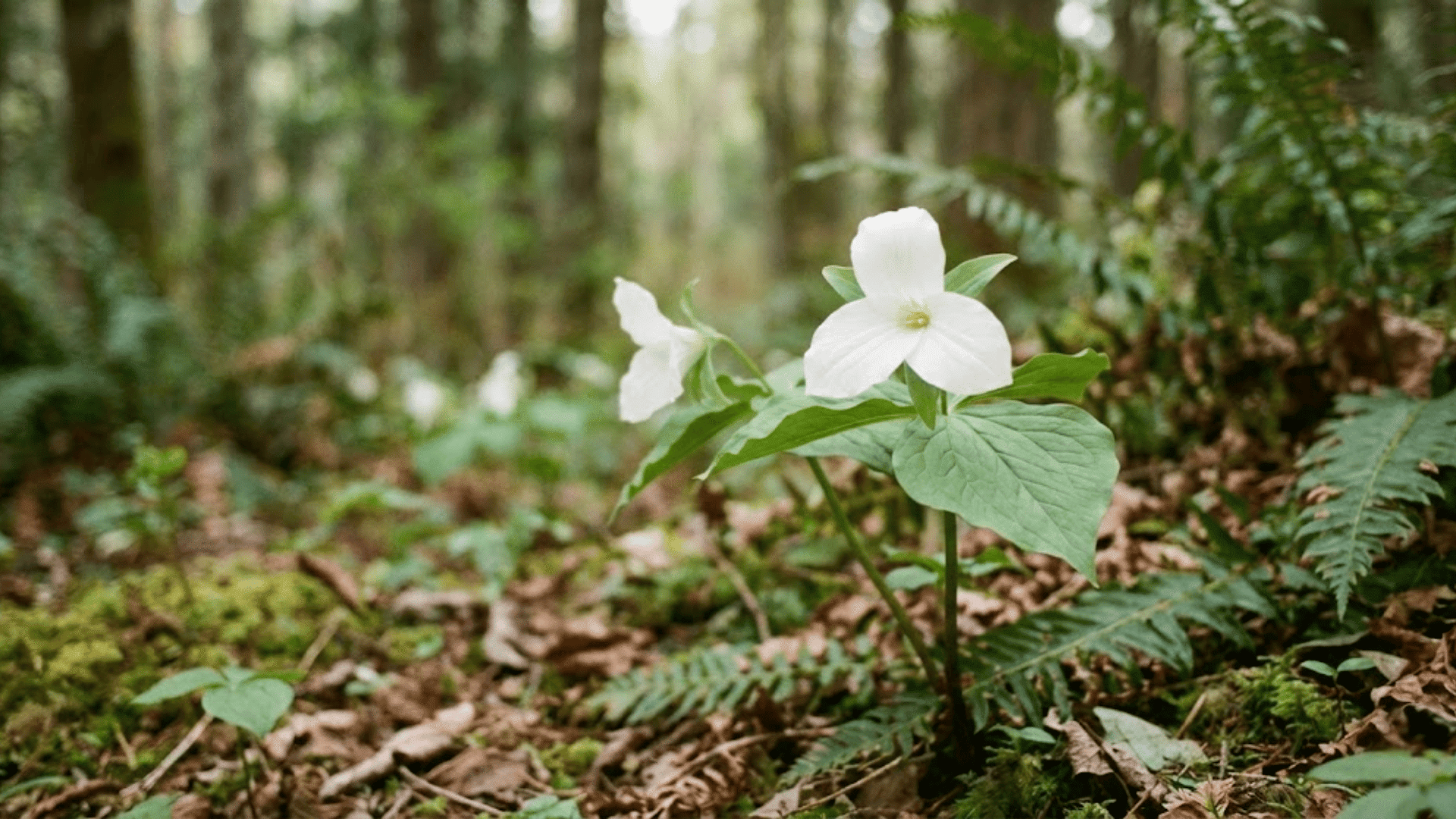 trillium