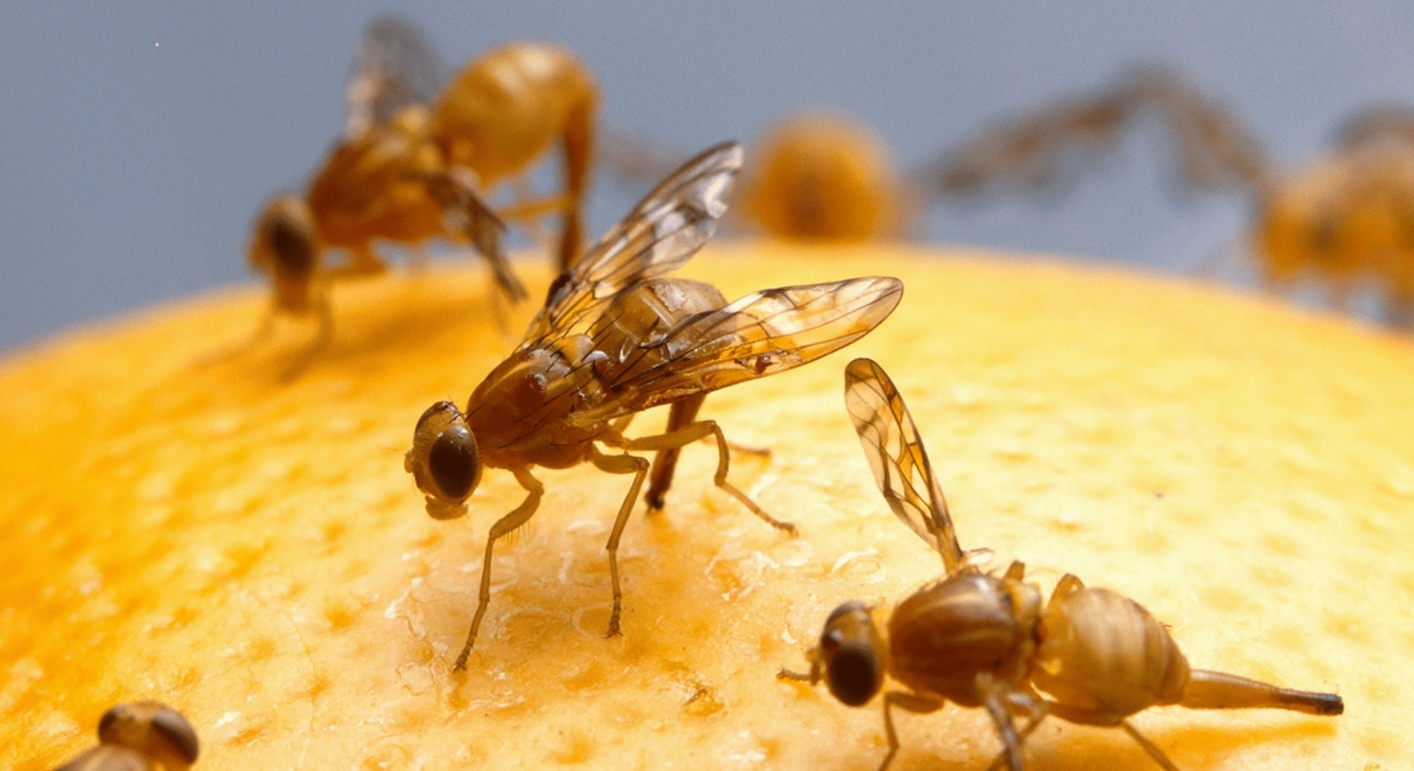 Understanding the Fruit Fly Lifespan and Life Cycle