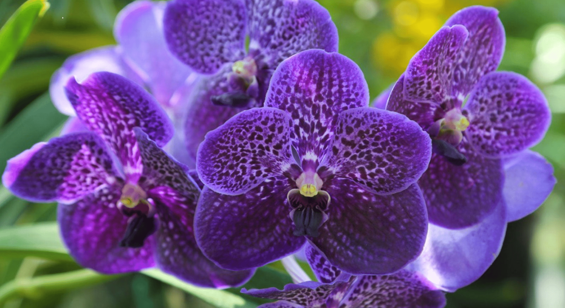 vanda orchids