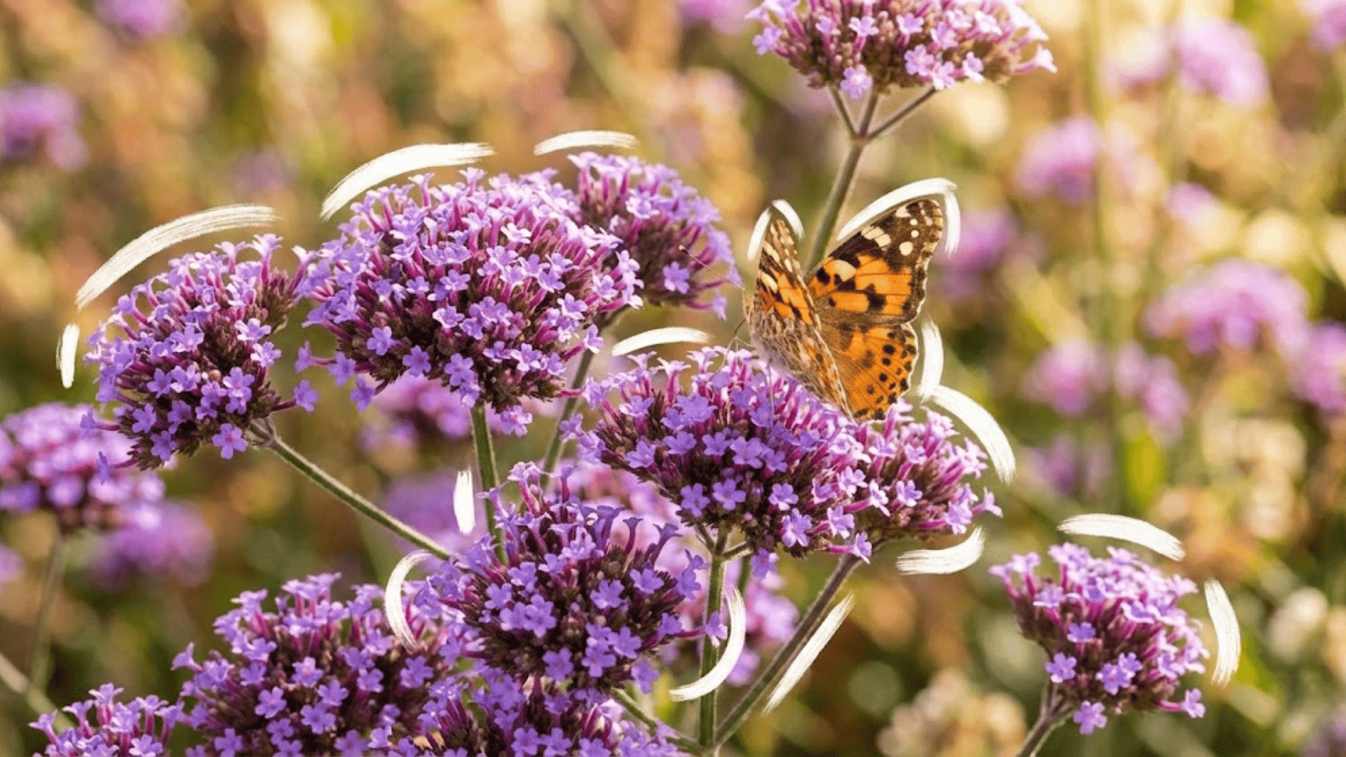 verbena