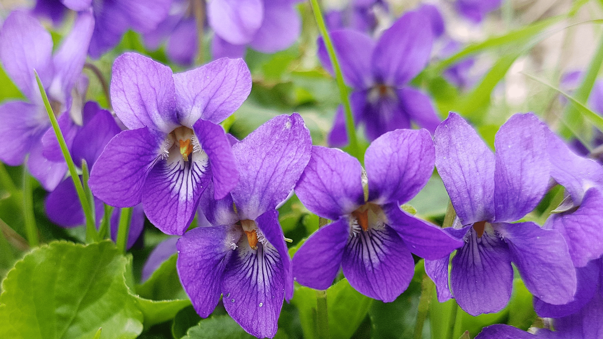 violet