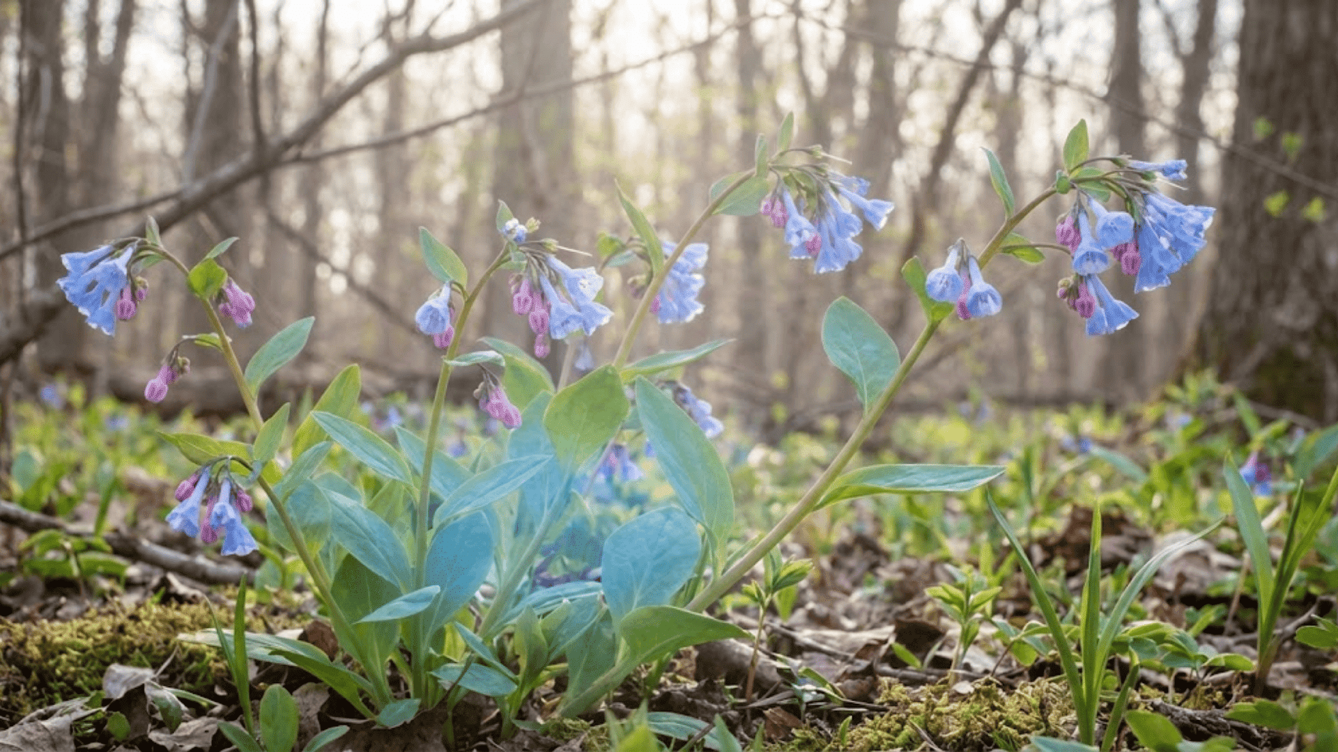 virginia bluebells