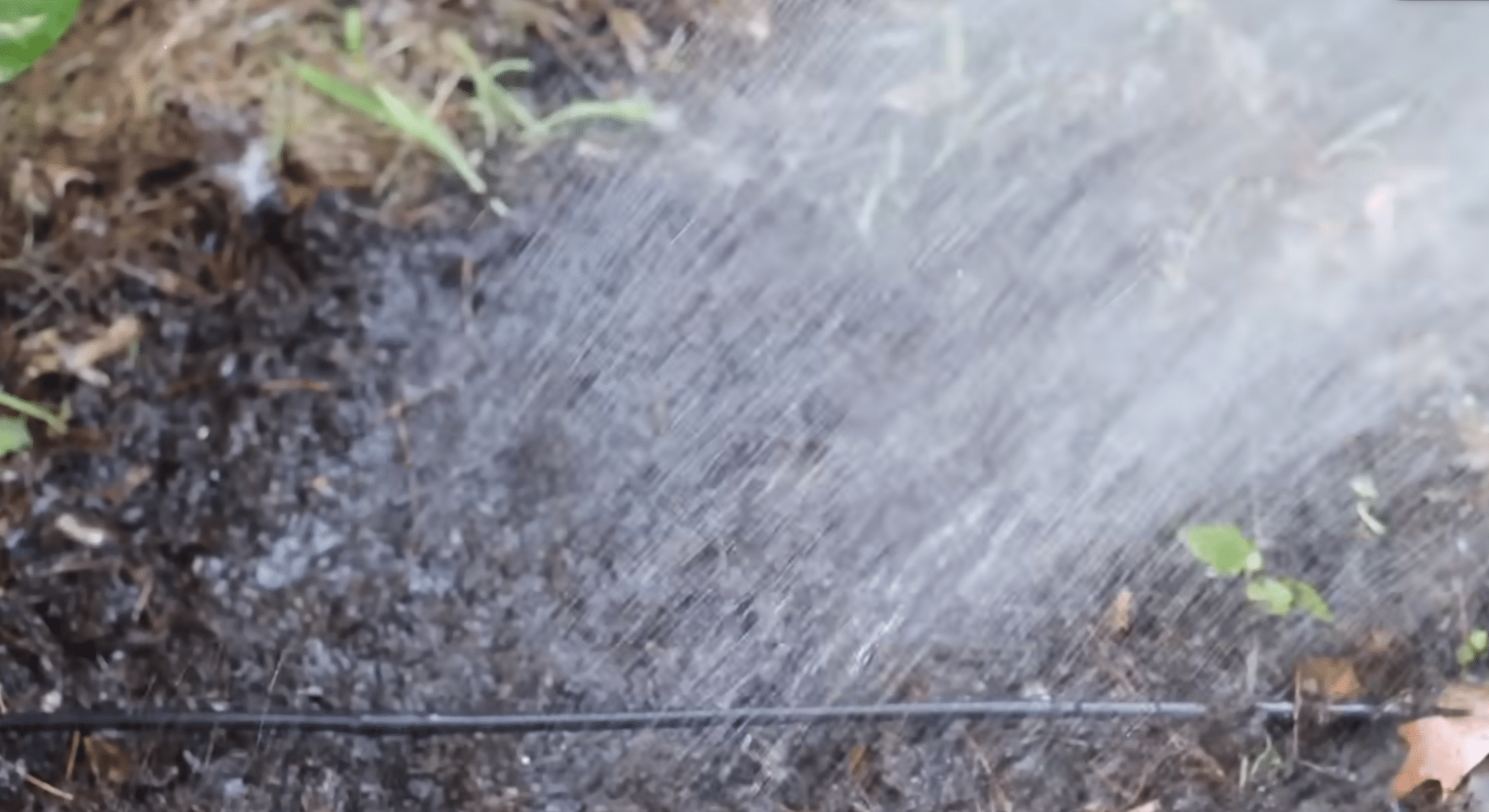 water gently until sprouts show