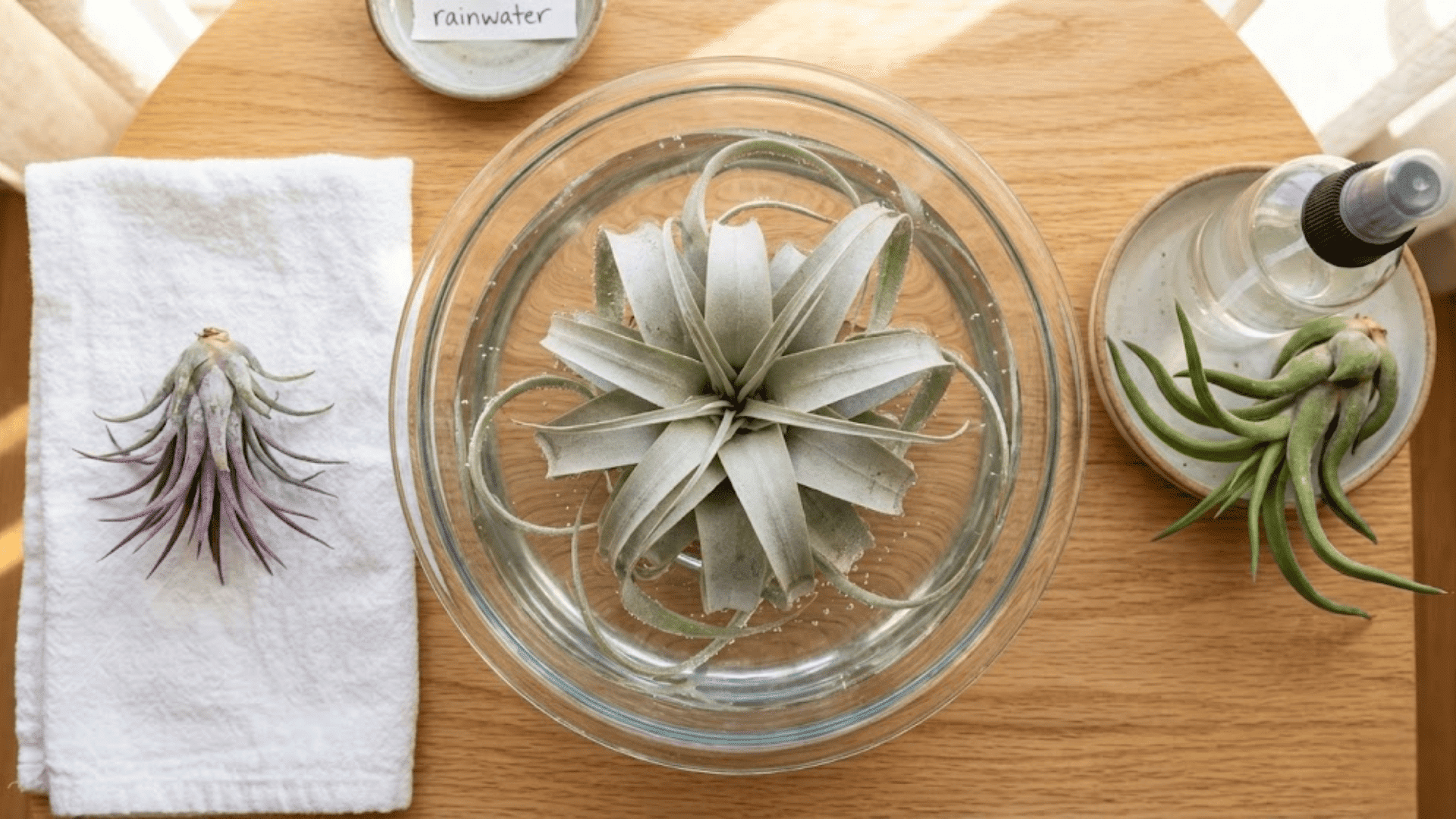 Watering Air Plants
