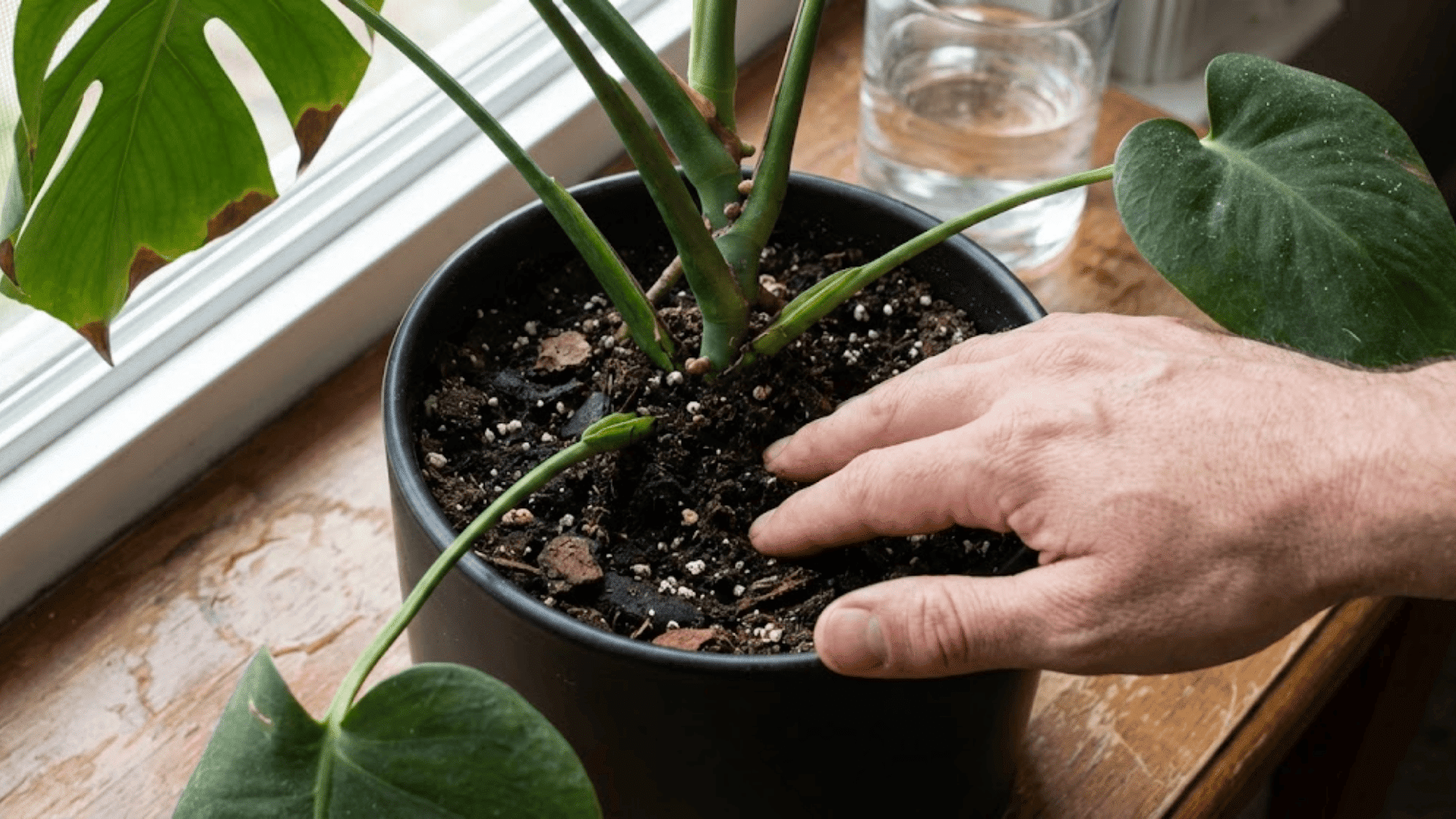 Watering Your Monstera Properly