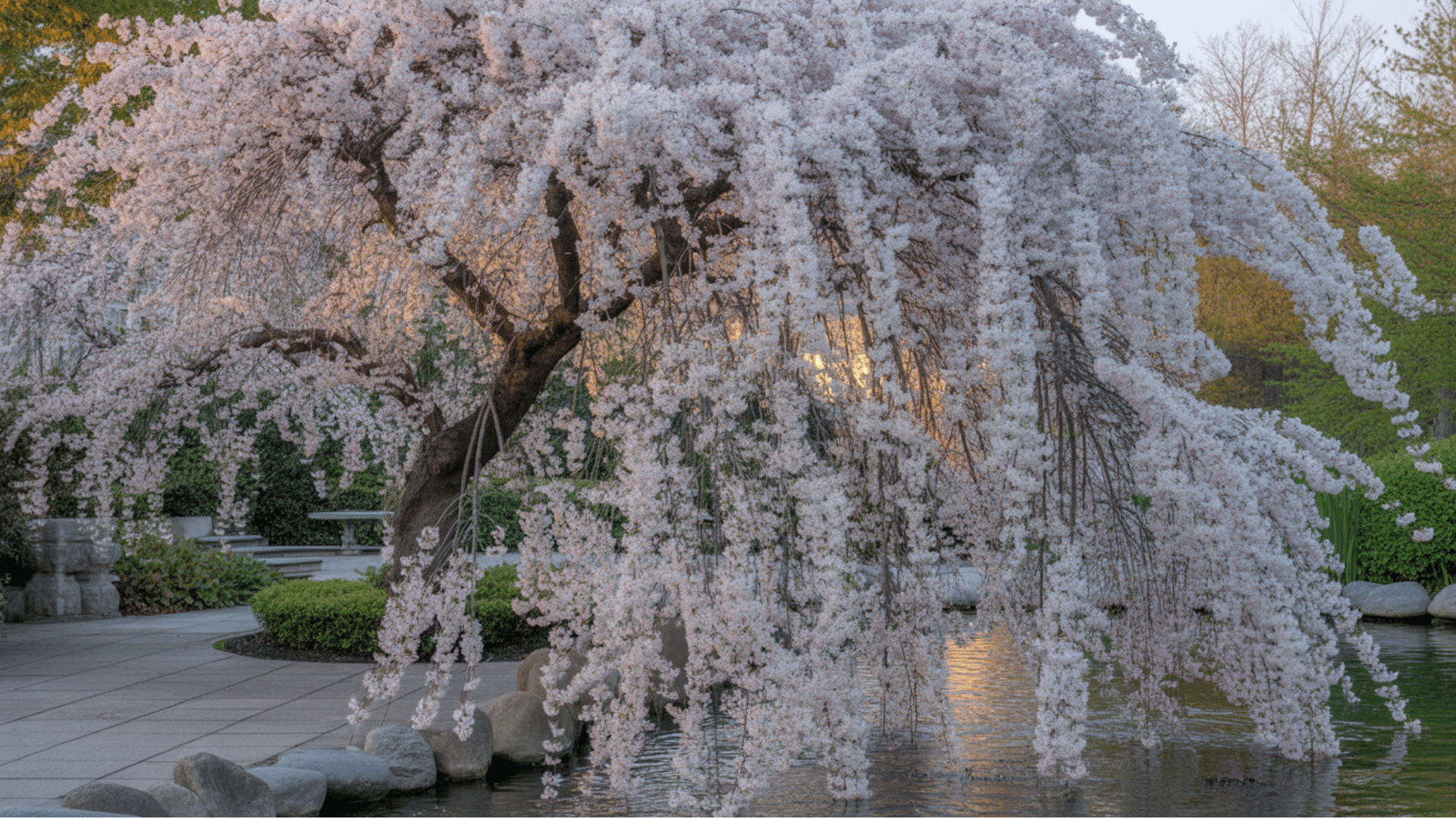 weeping cherry