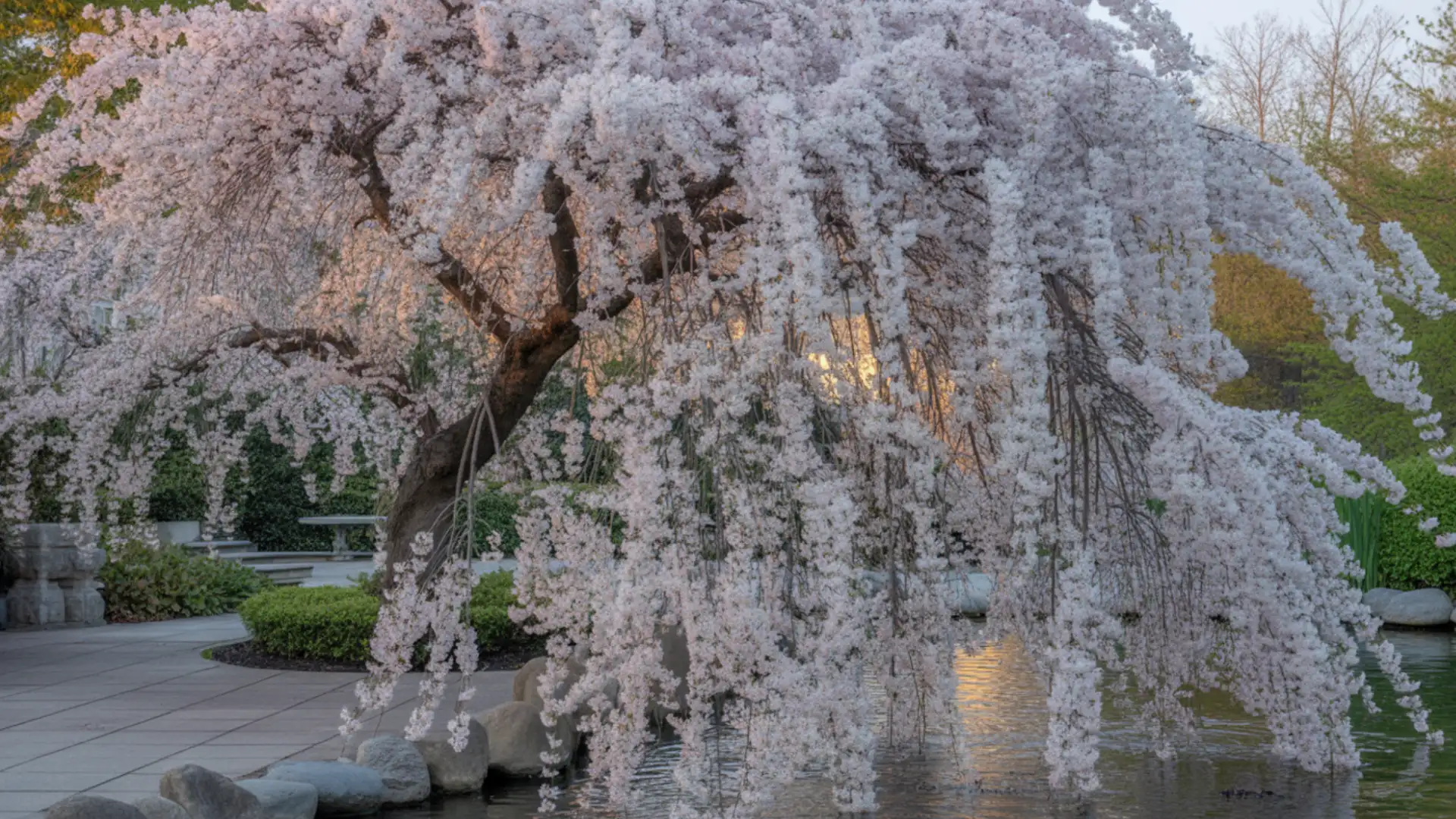 weeping cherry tree with cascading pale pink blossoms growing beside a garden pond