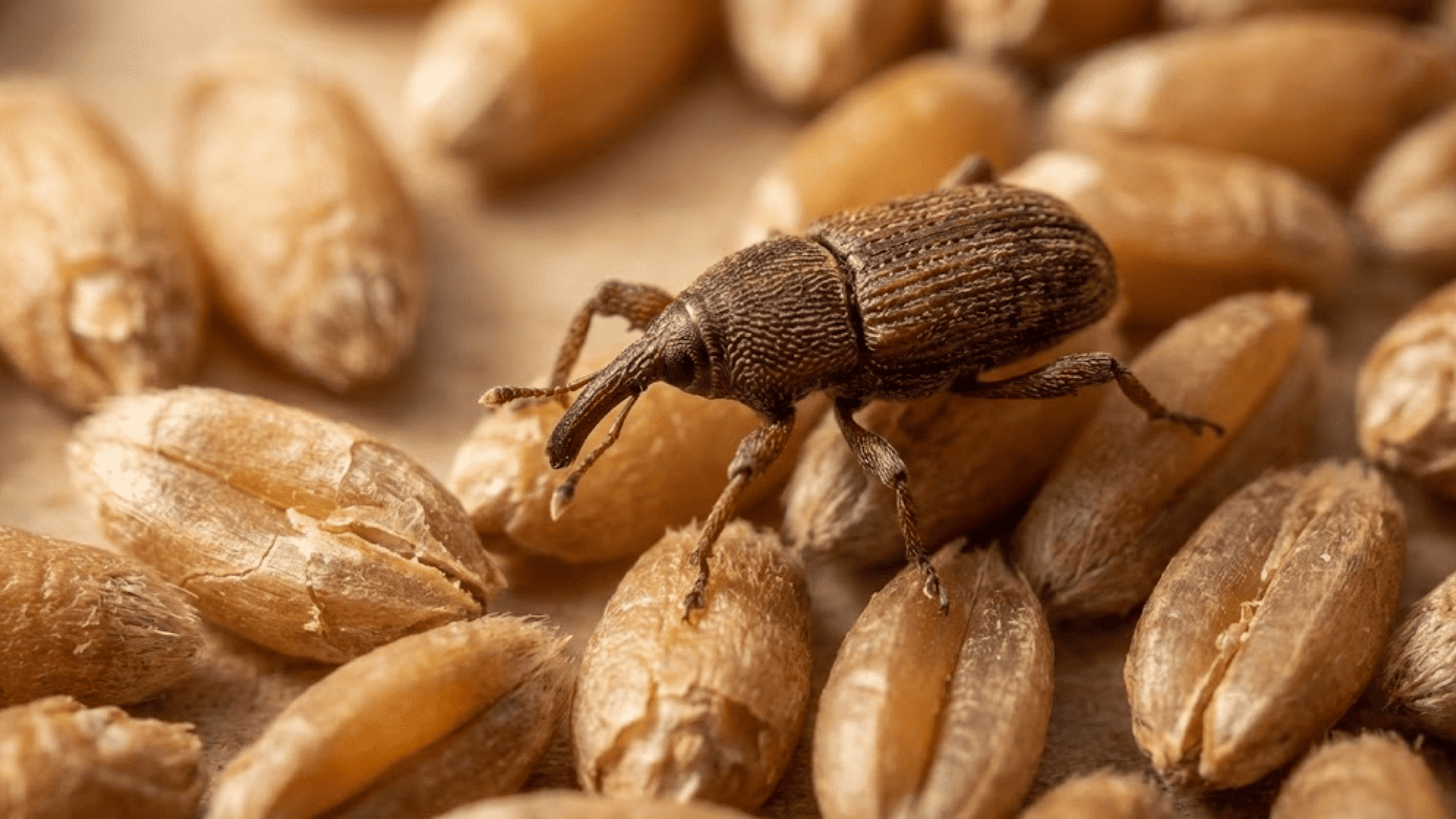 grain weevil with distinctive long snout on wheat grains unlike flat-faced bed bugs