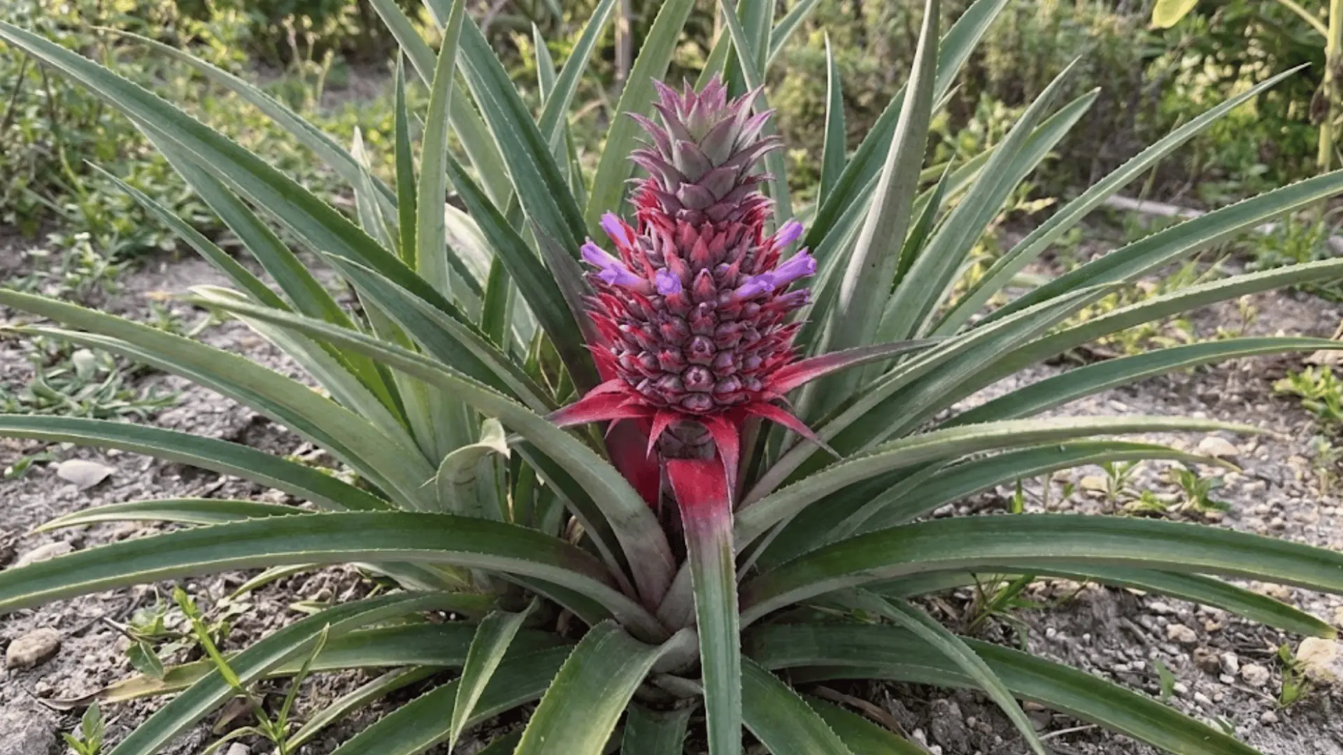 close view of pineapple plant with purple flowers growing from the central fruit stalk