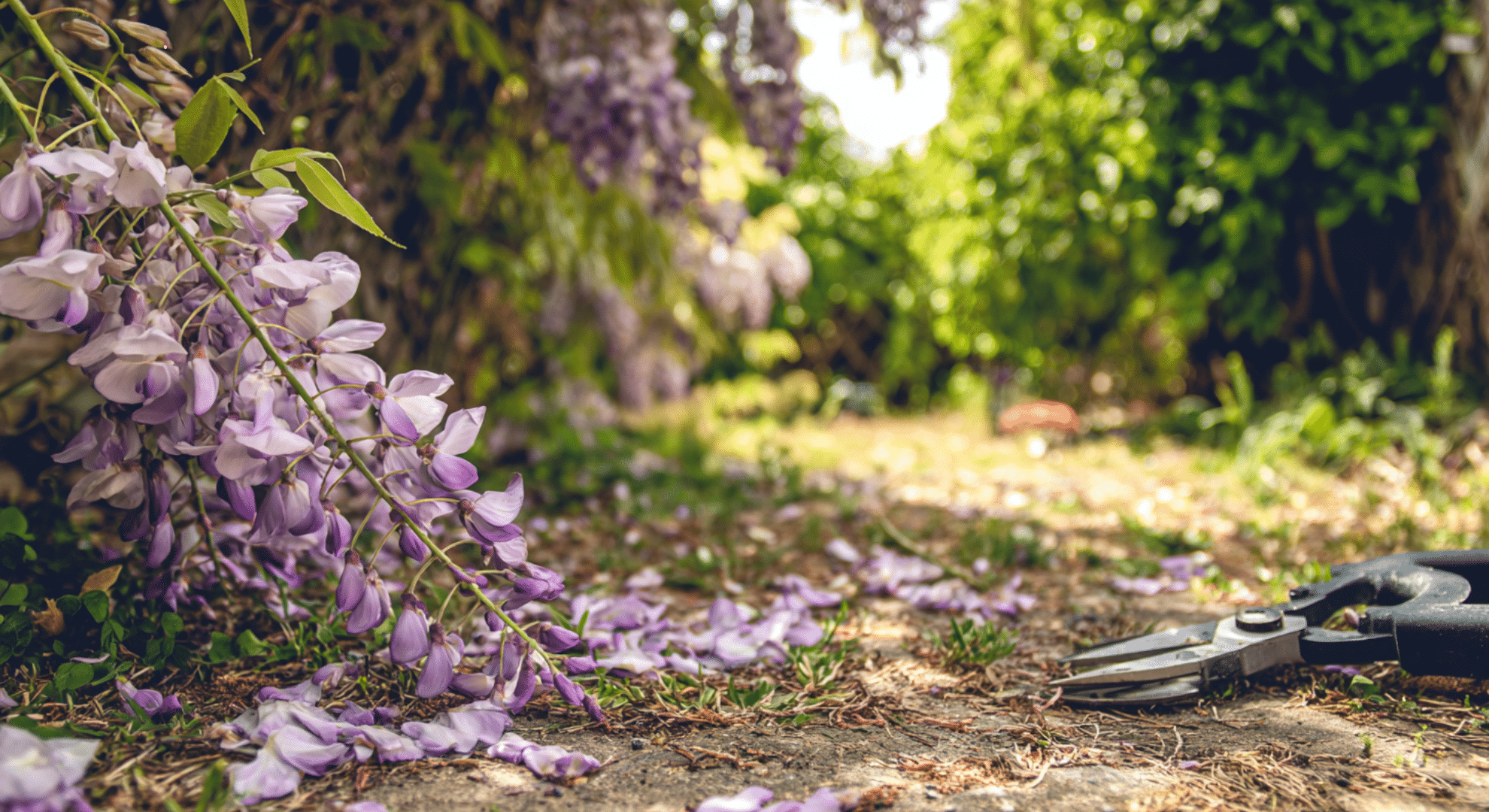 what gardeners say about wisteria bloom time