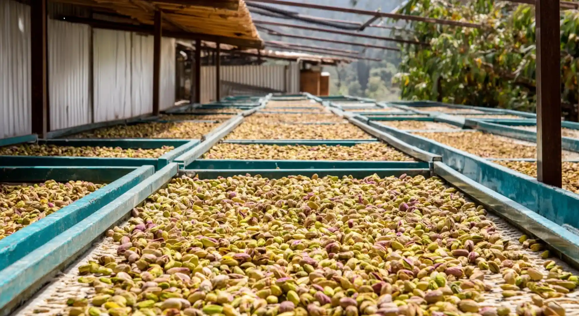 pistachios spread on drying trays after harvest processing in a farm facility