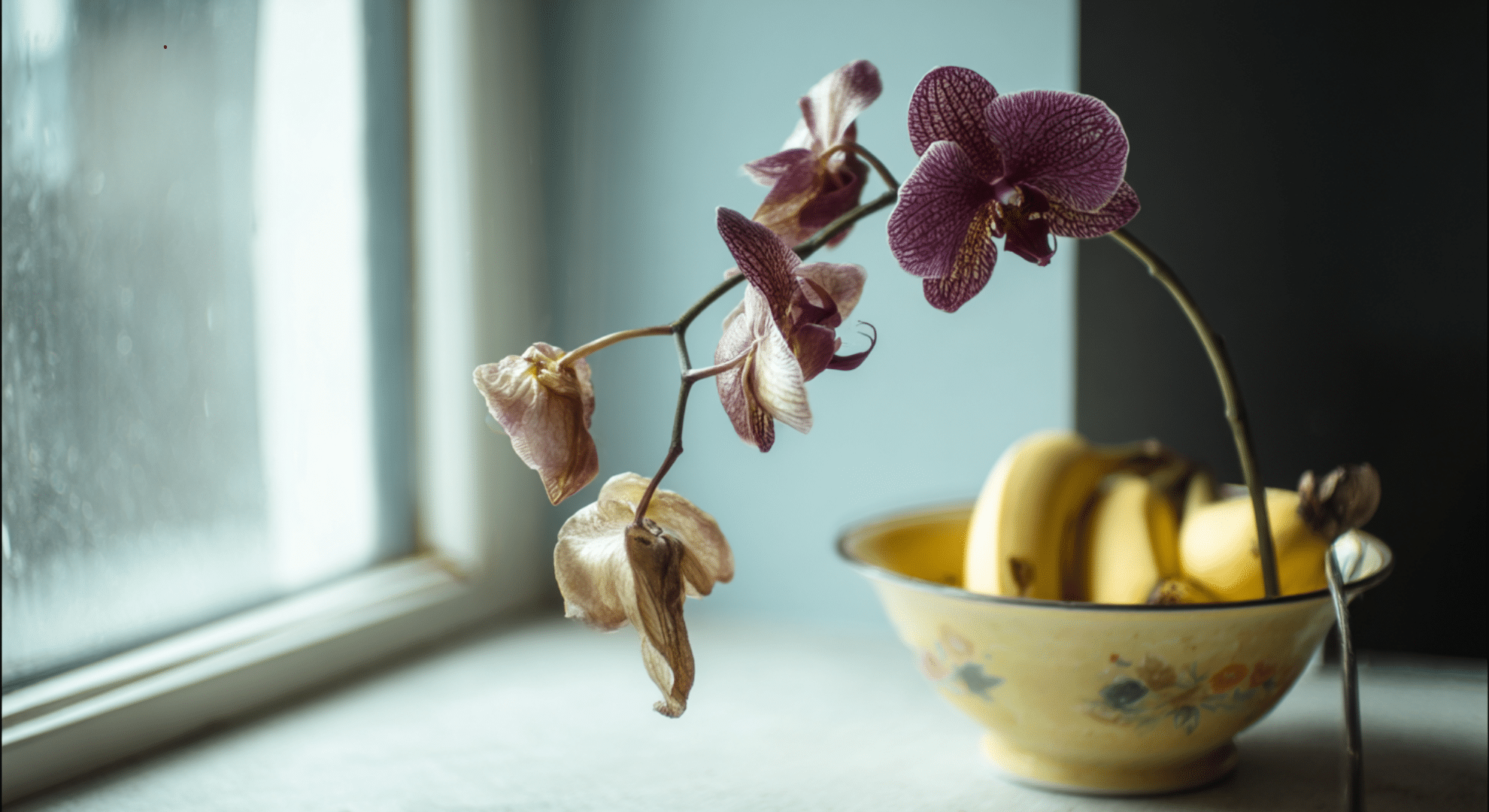 what happens when orchid blooms fall off