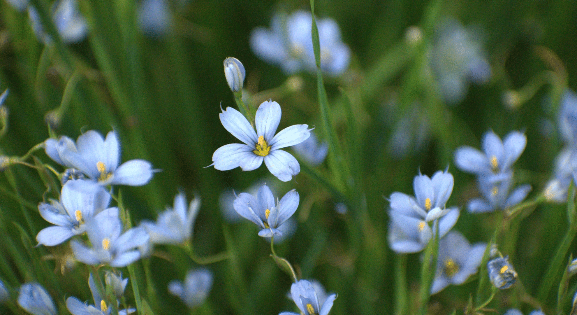 what is blue eyed grass