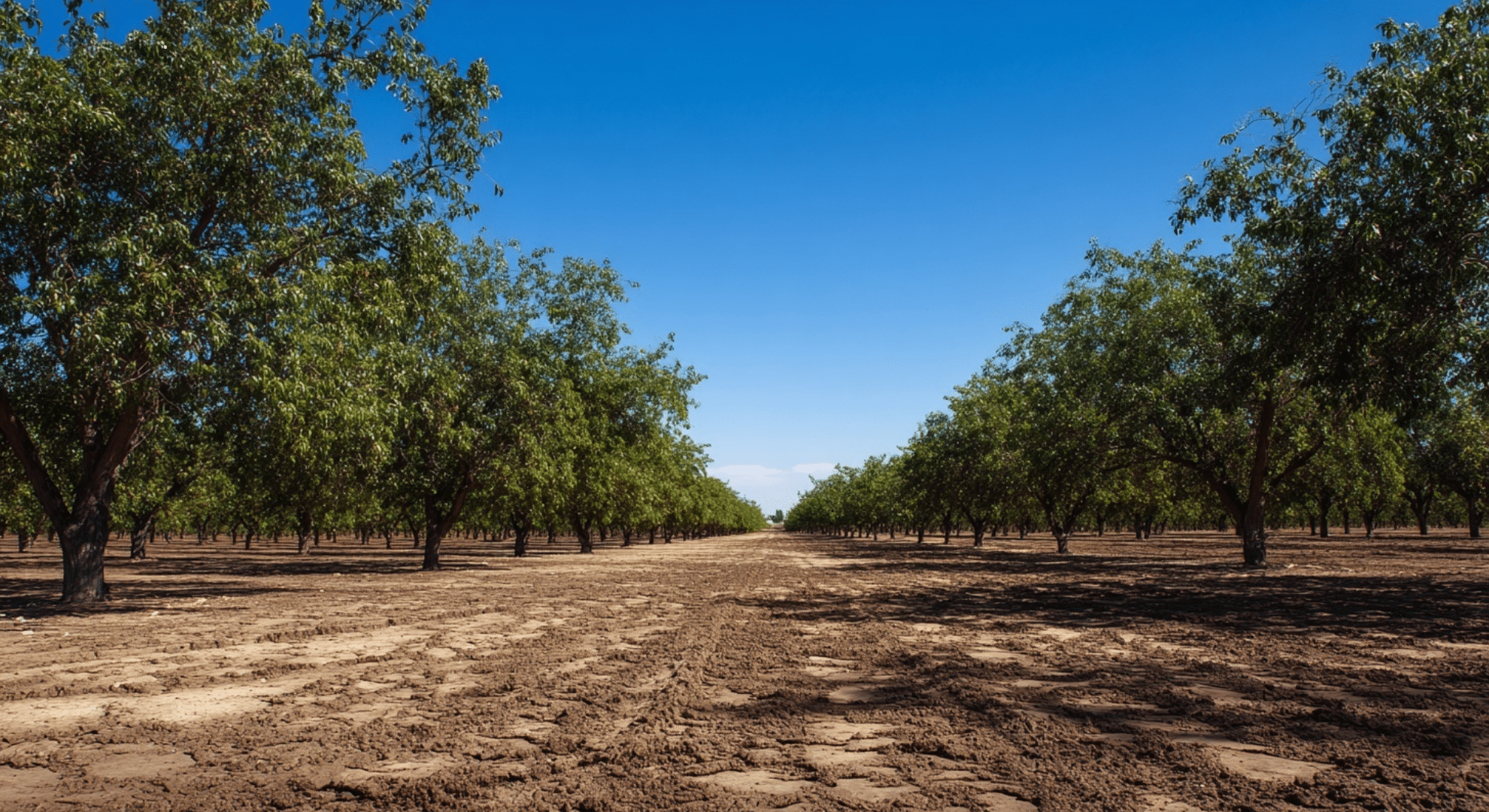 what makes a good place to grow pistachios