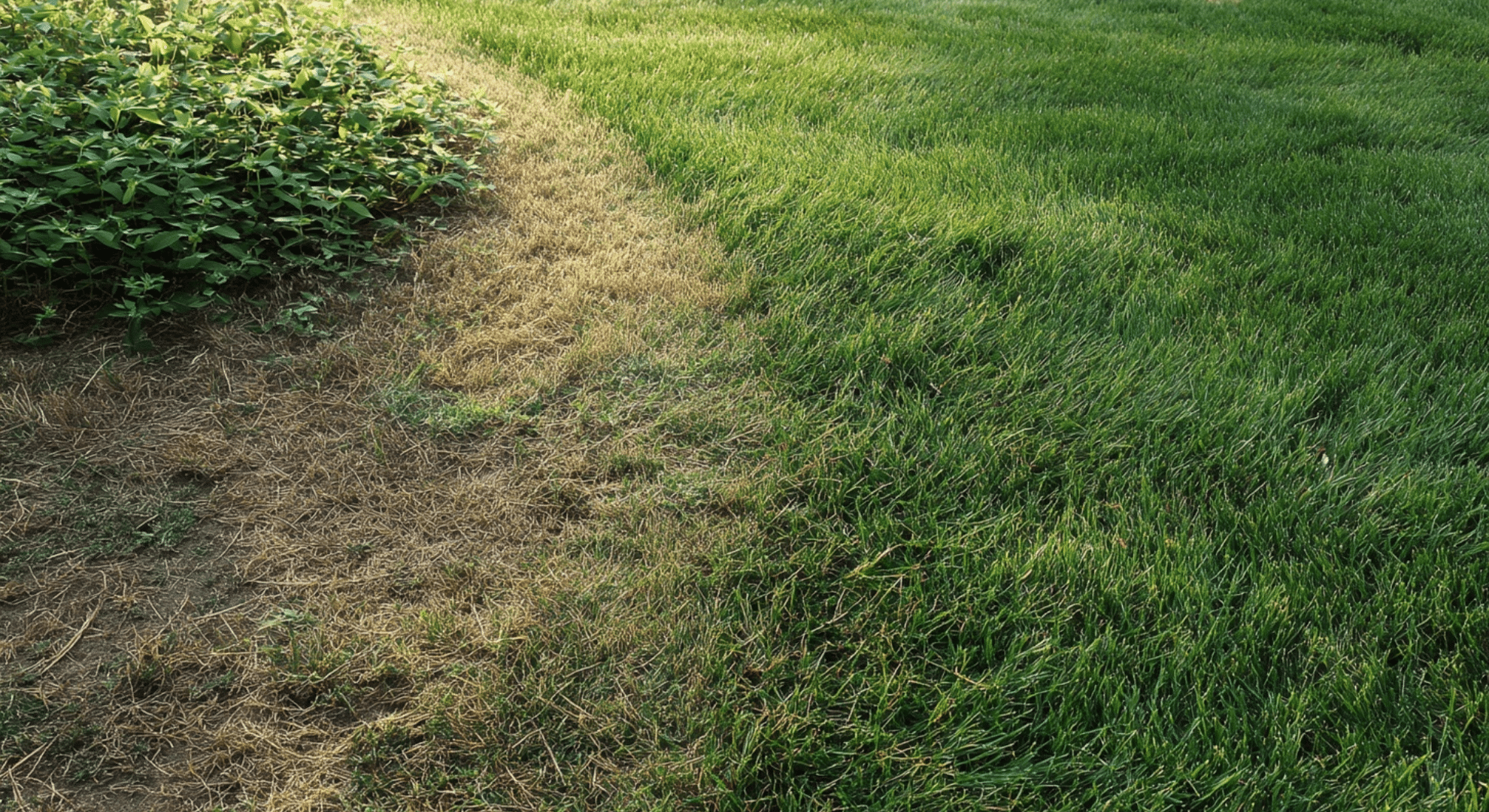 when to keep your grass and when to change it