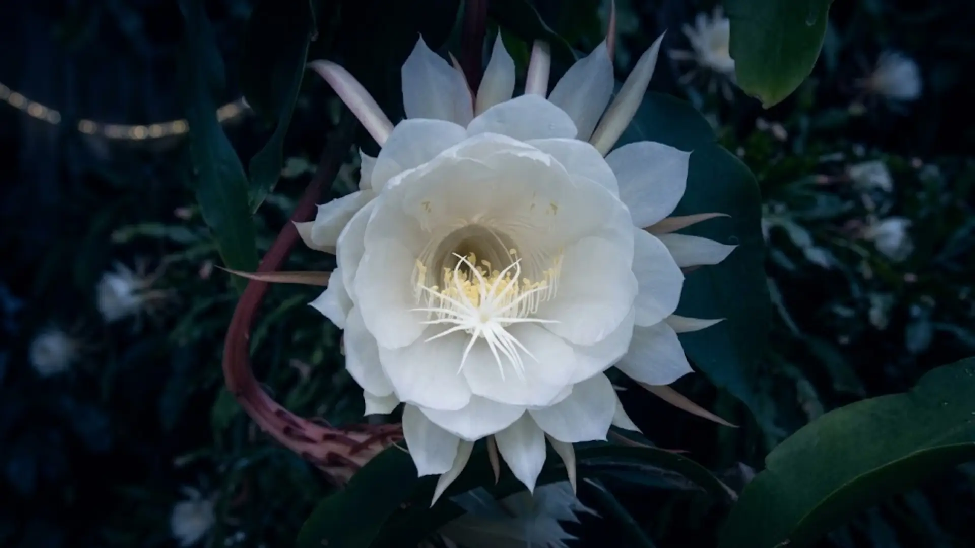 white night blooming cereus flower opening with delicate petals in a dark garden setting