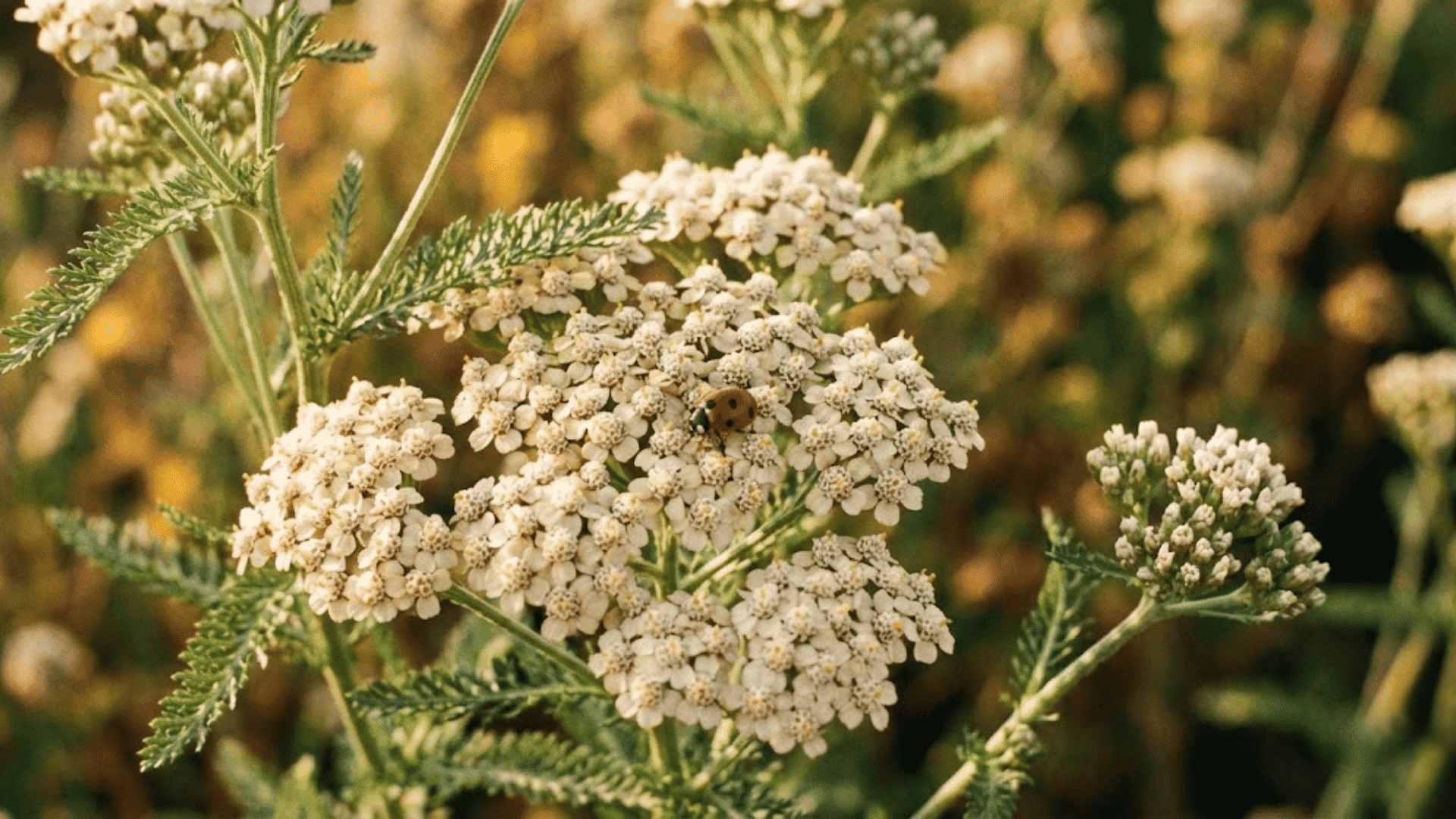 yarrow