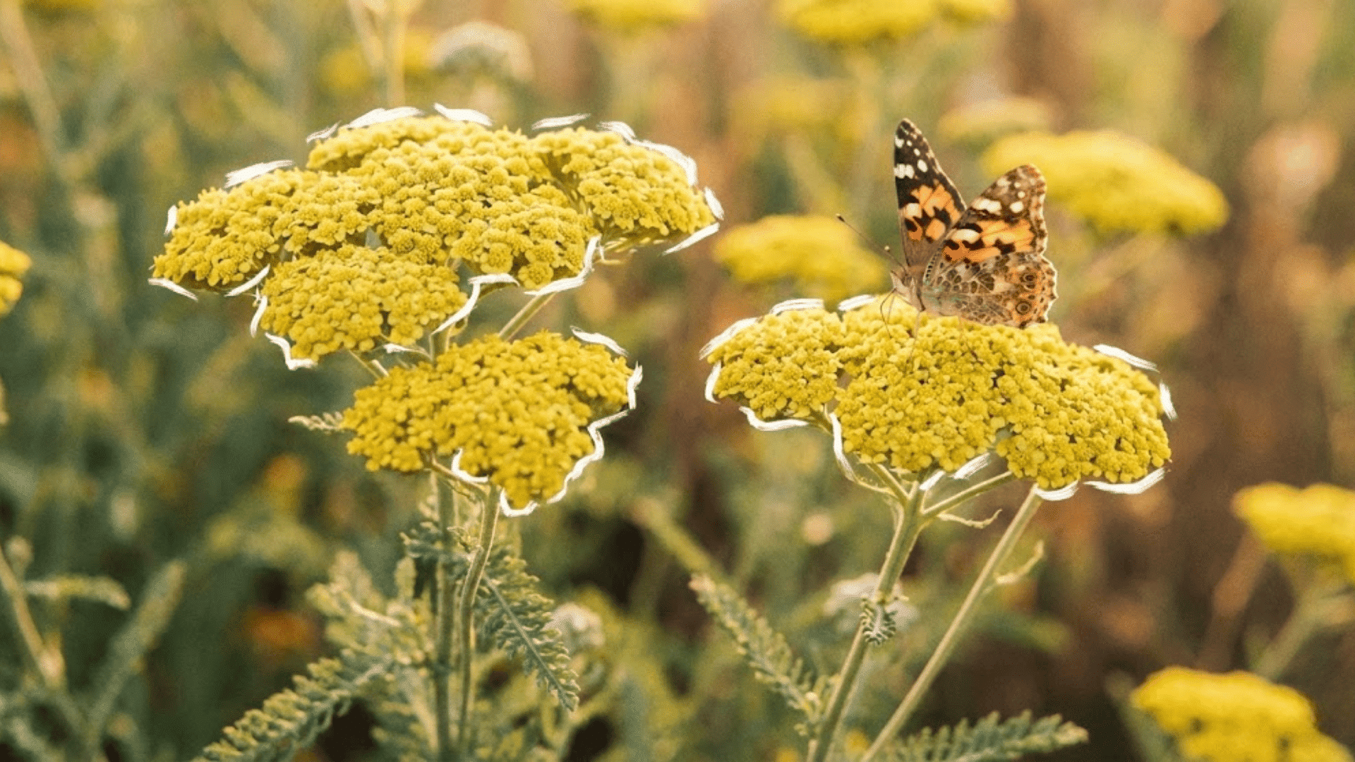 yarrow