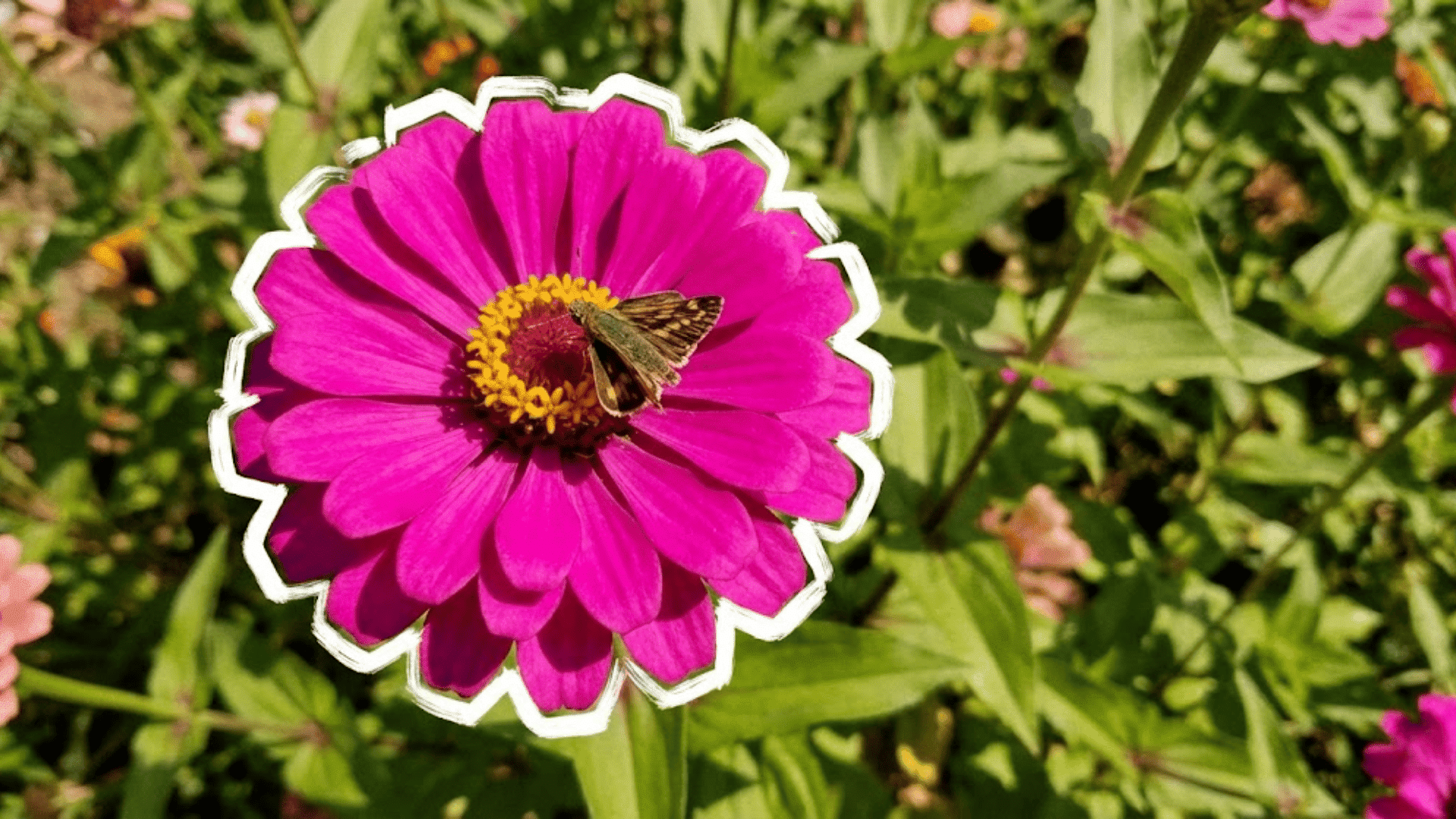 zinnia