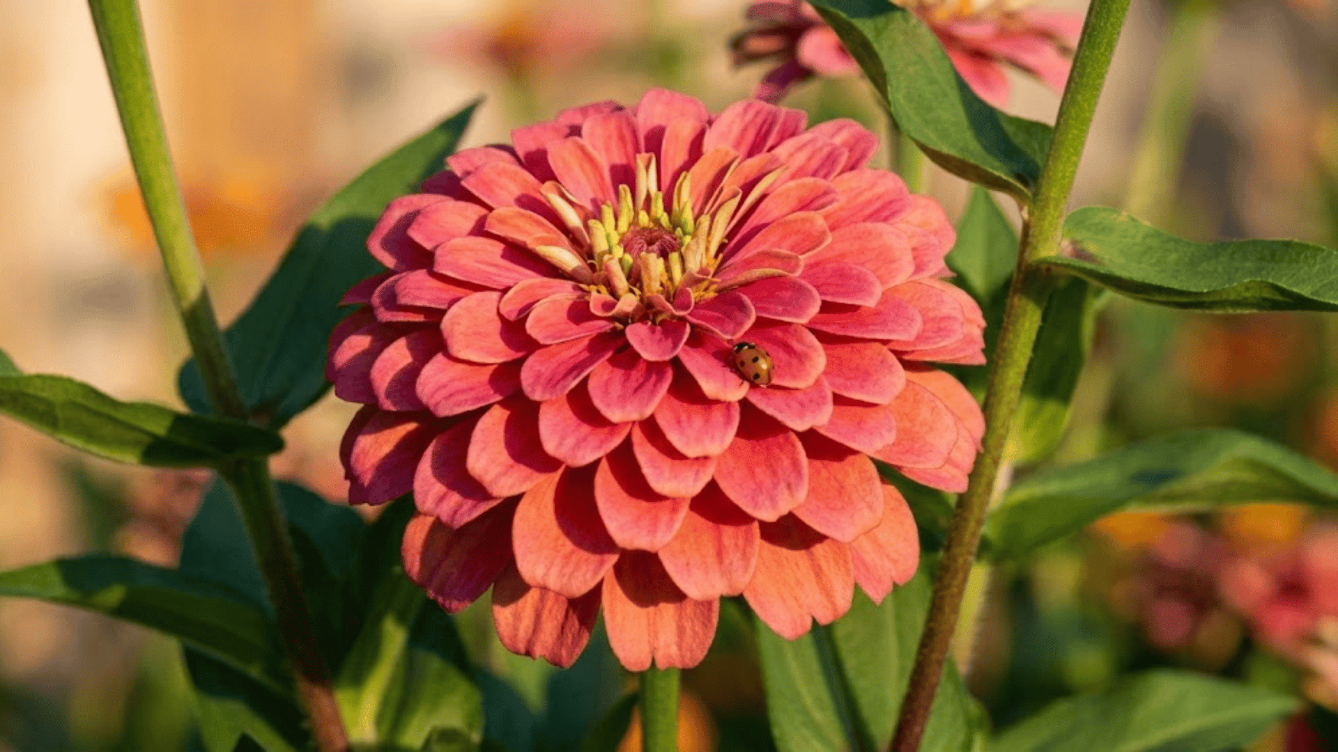 zinnias