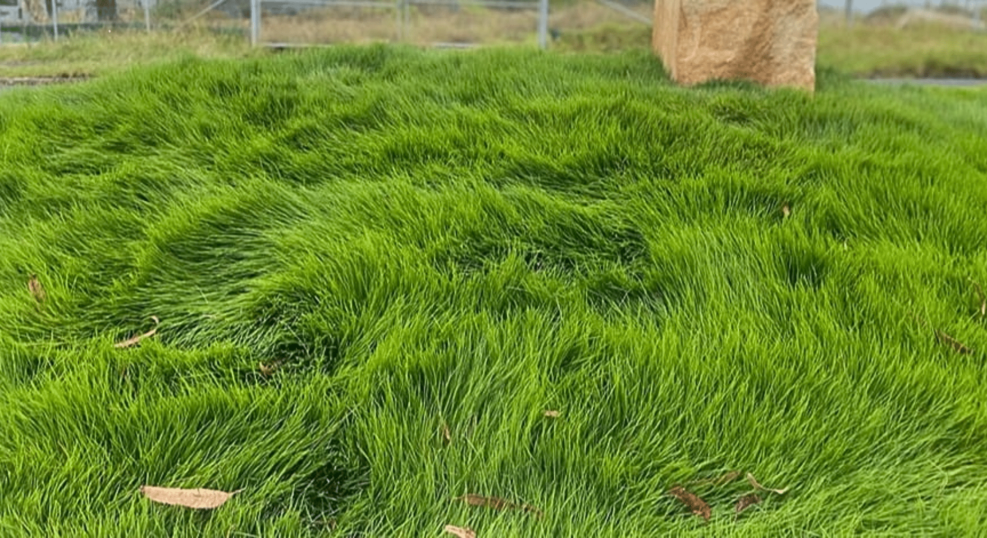 zoysia grass
