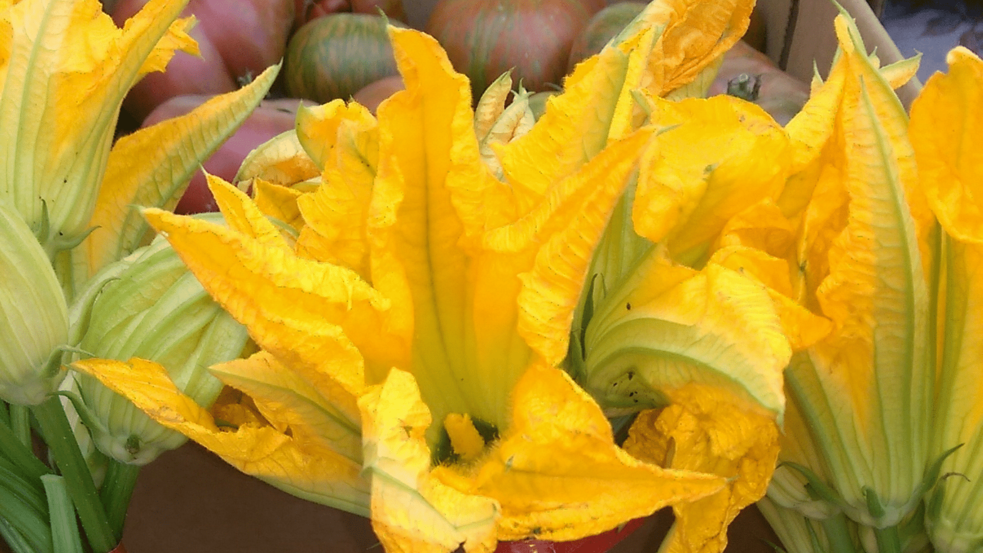 zucchini blossoms