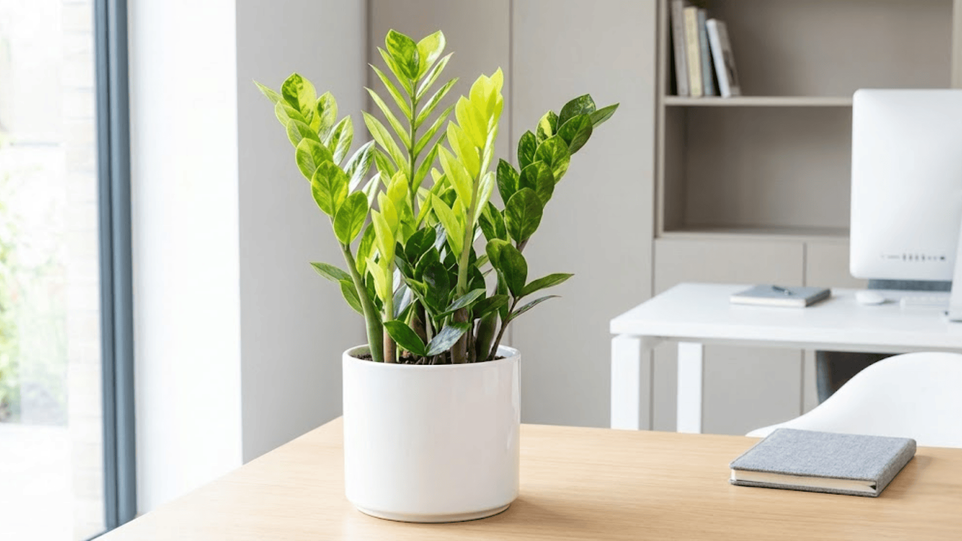 zz plant chameleon