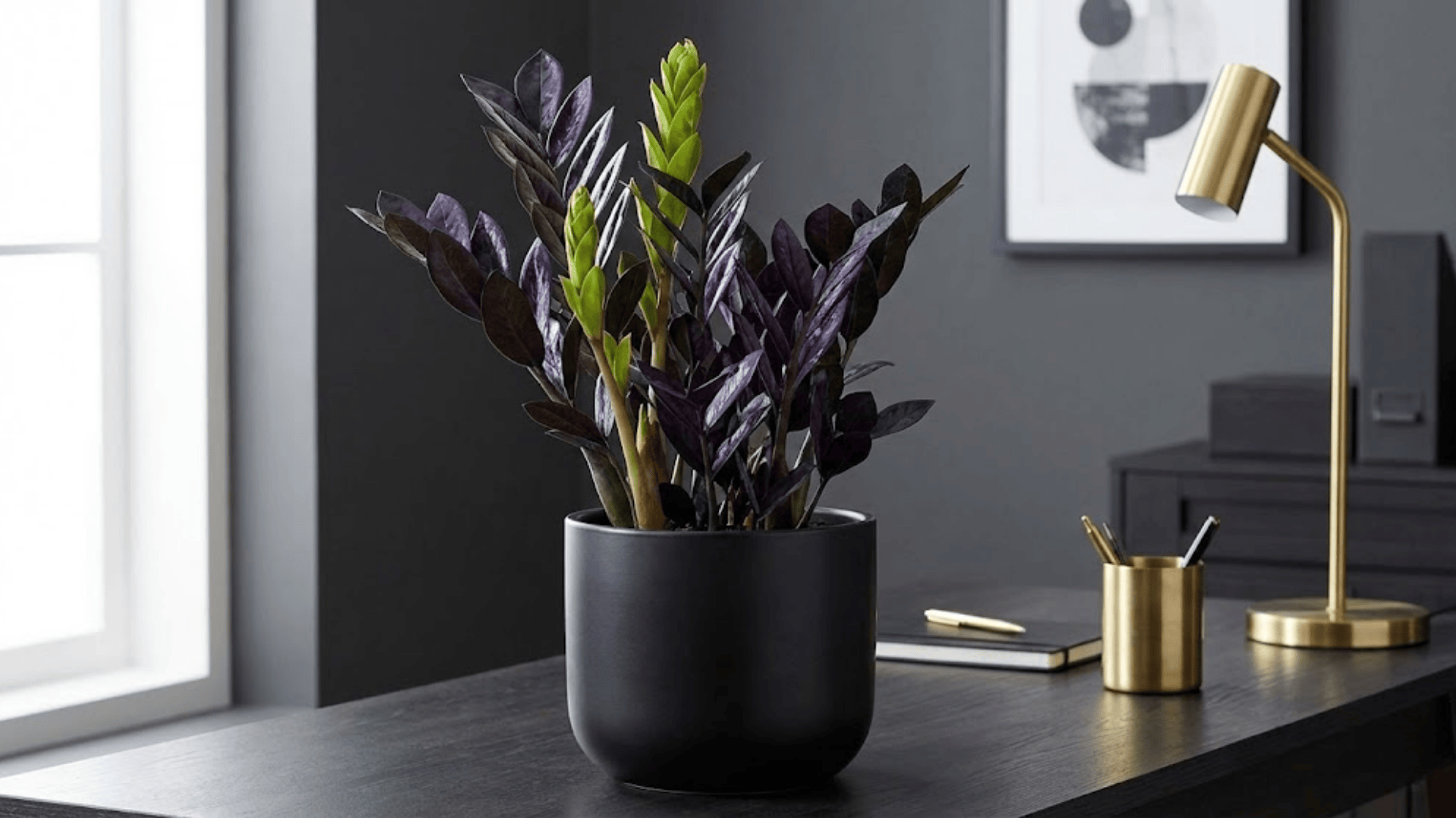 zz plant raven