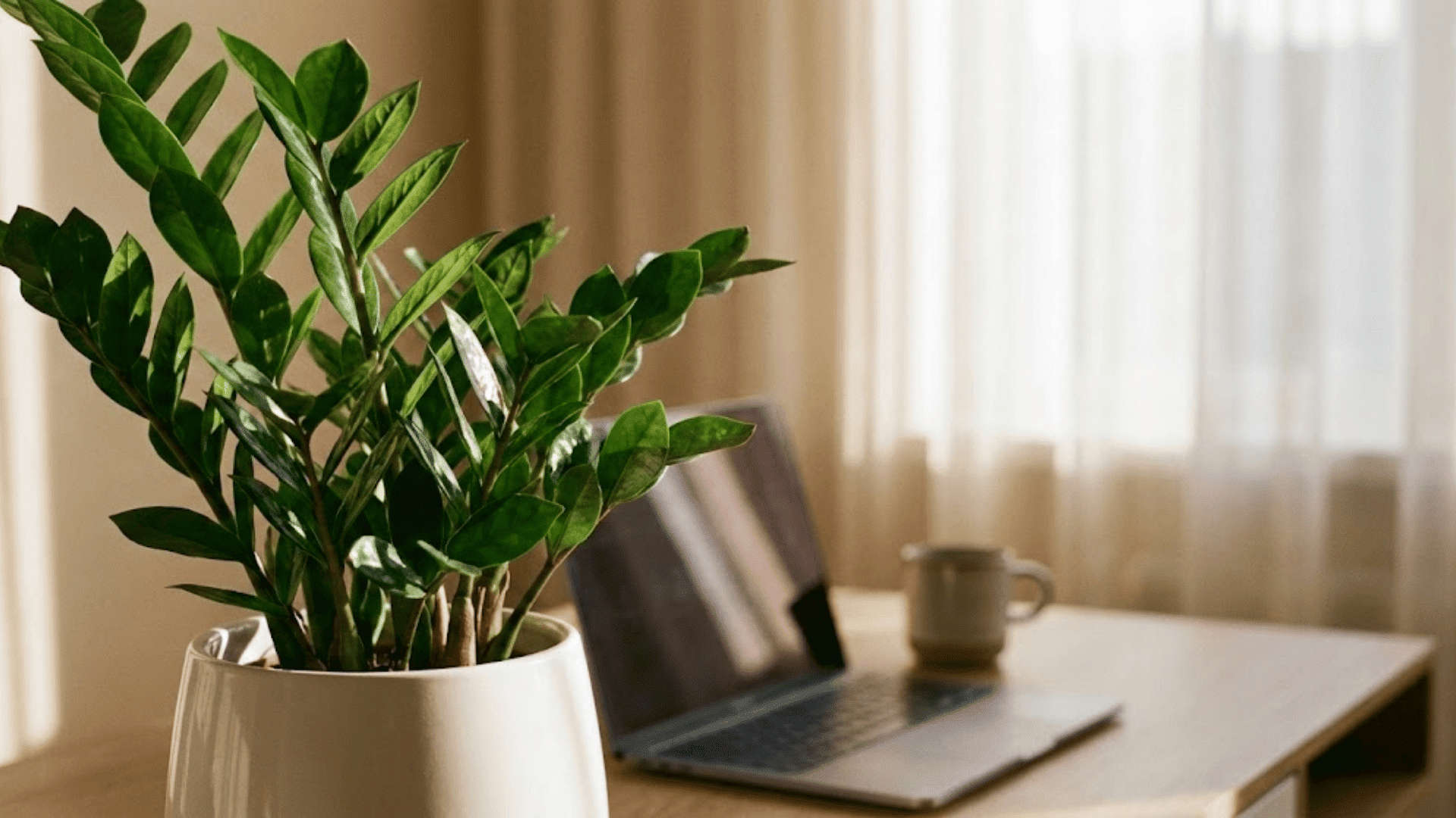 zz plant
