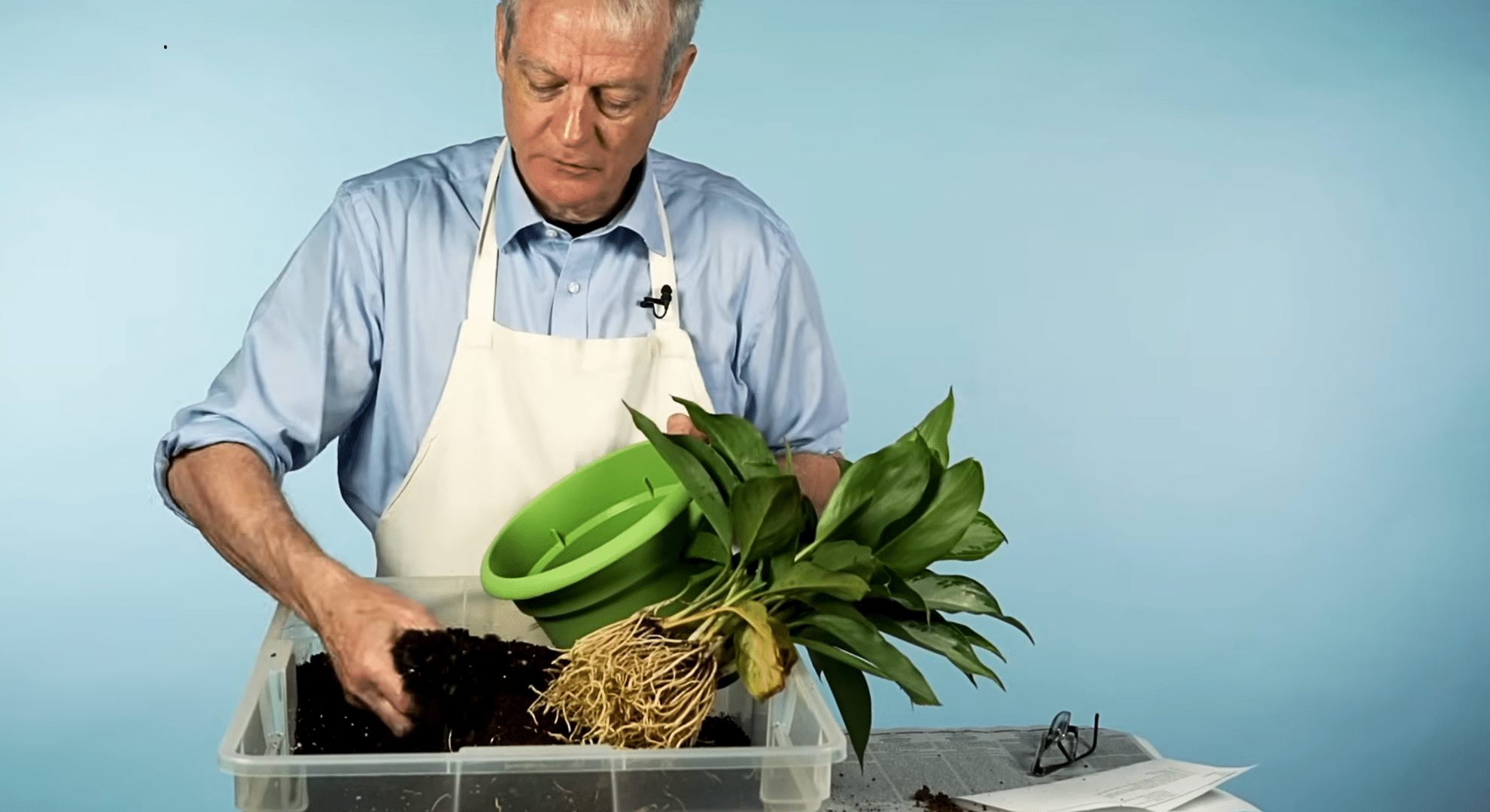 add fresh soil to the new pot