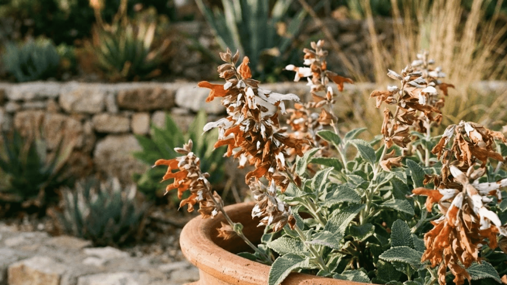 african blue sage