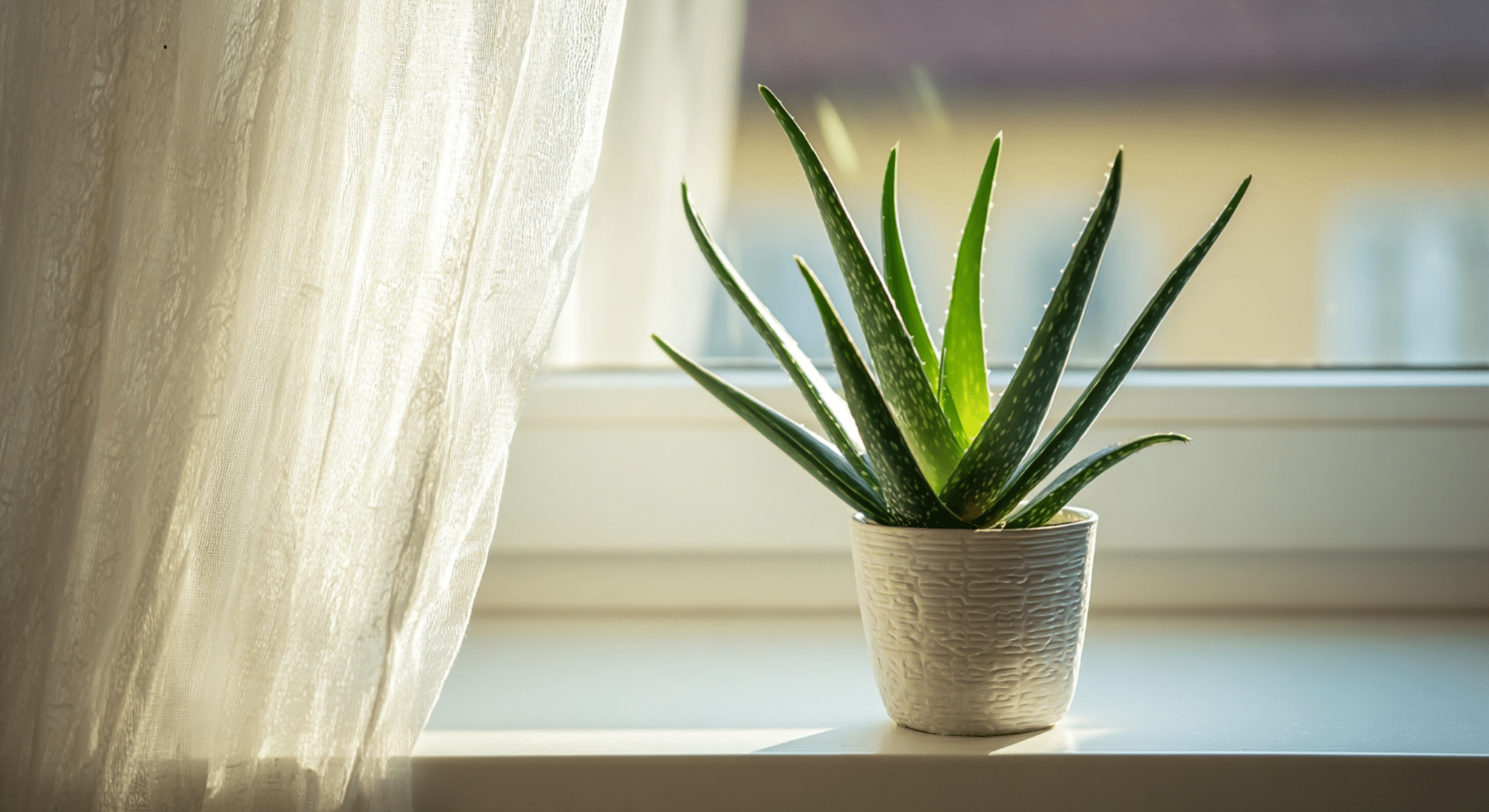 aloe vera plant with thick succulent green leaves with soft spikes growing upward