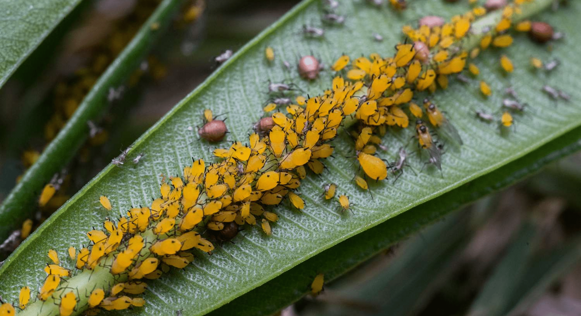 aphids
