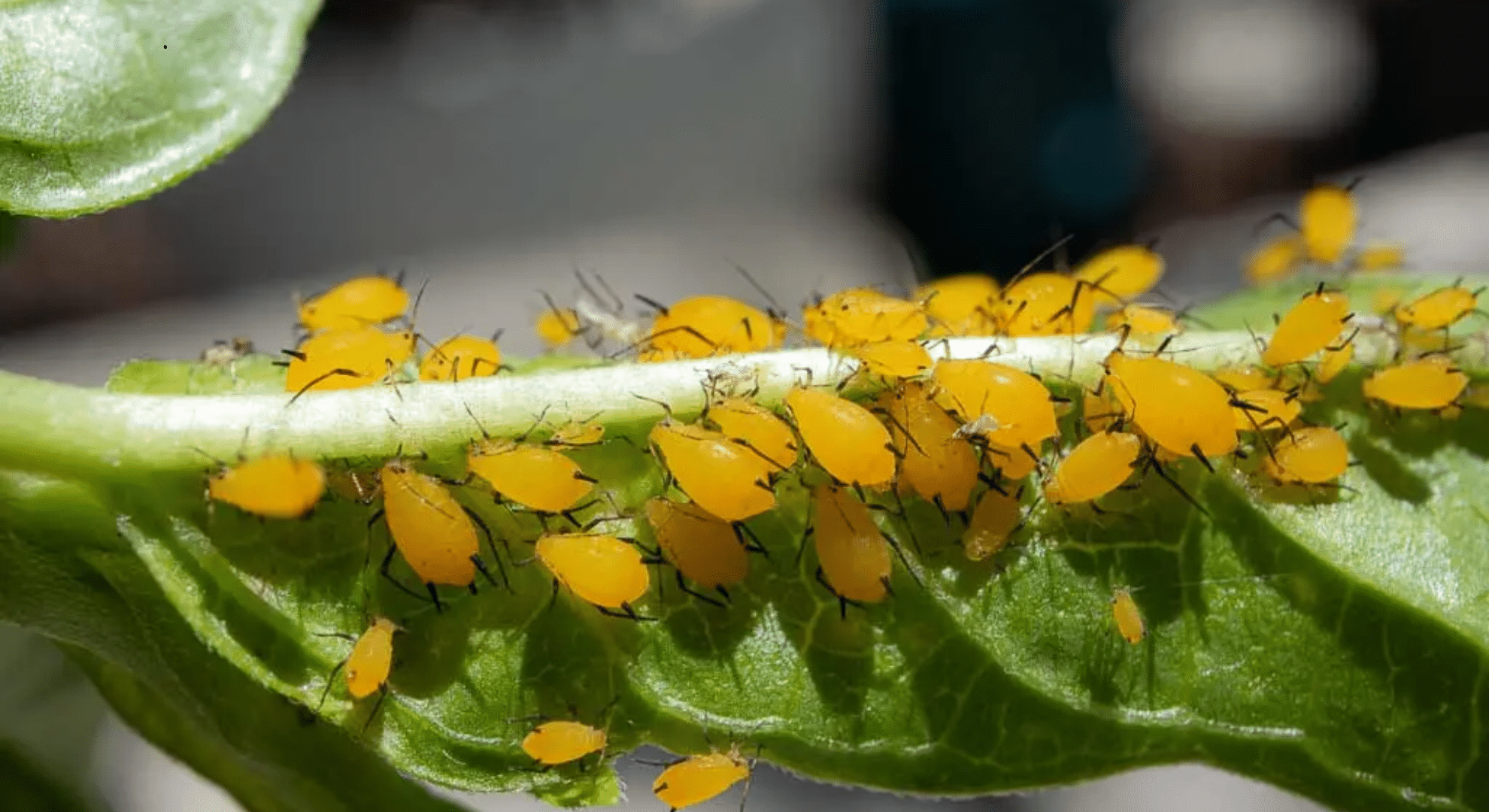 aphids
