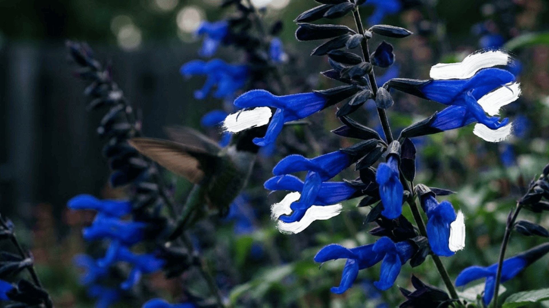 black and blue sage