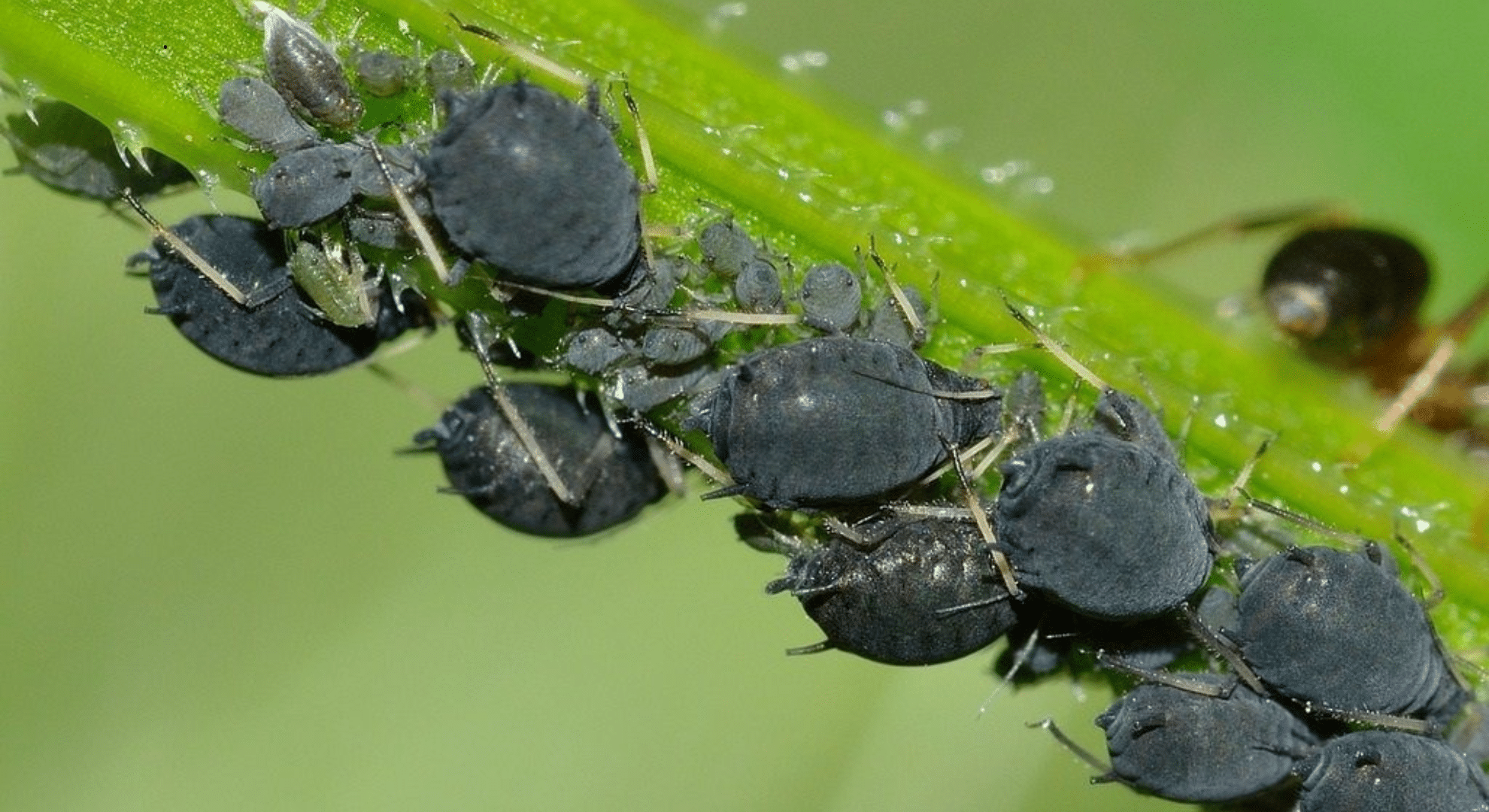 black aphids