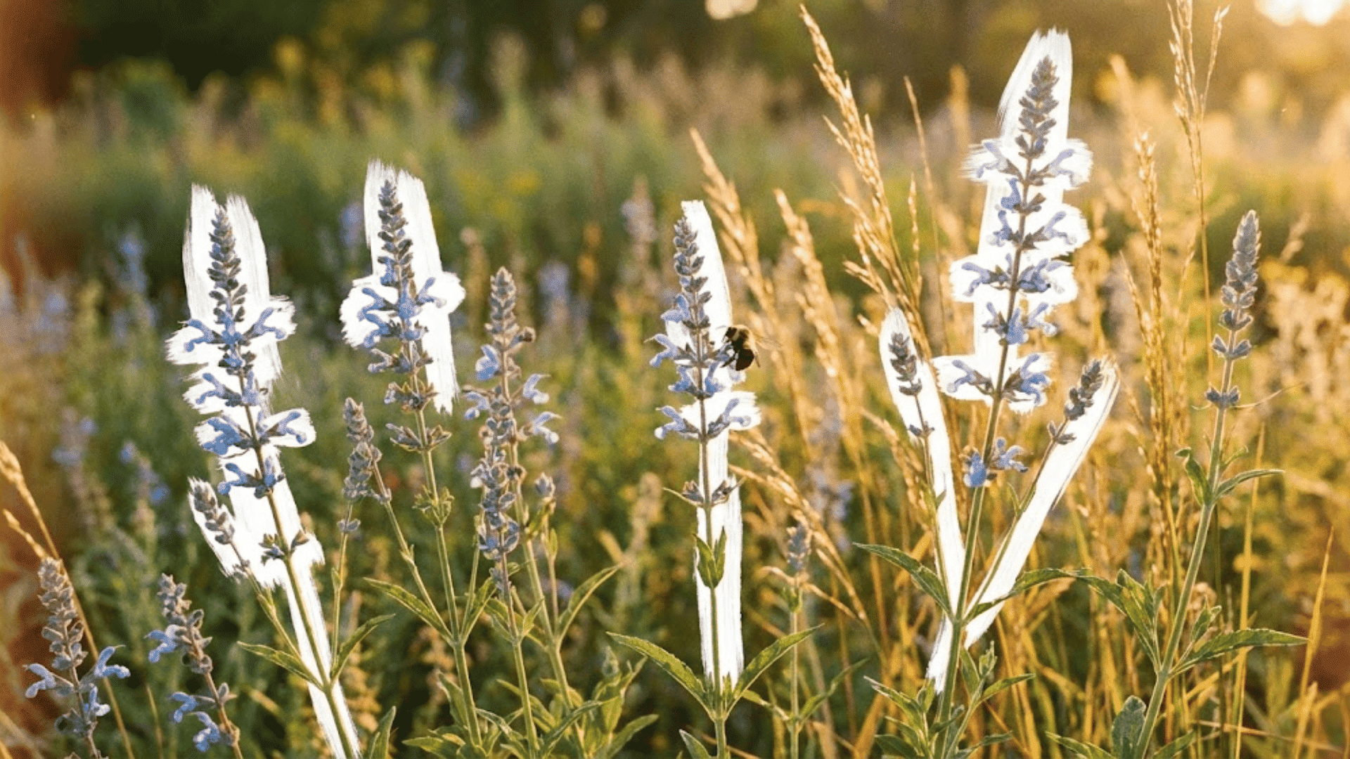 blue sage