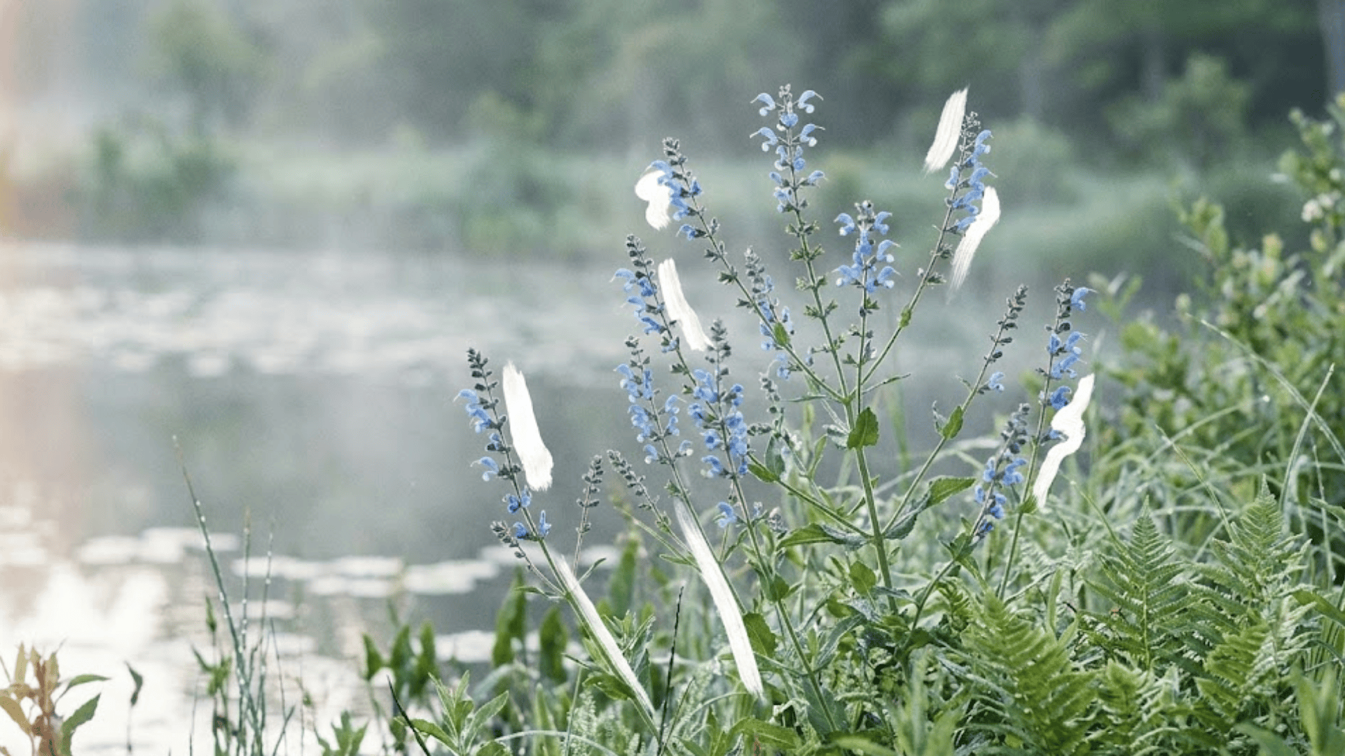bog sage