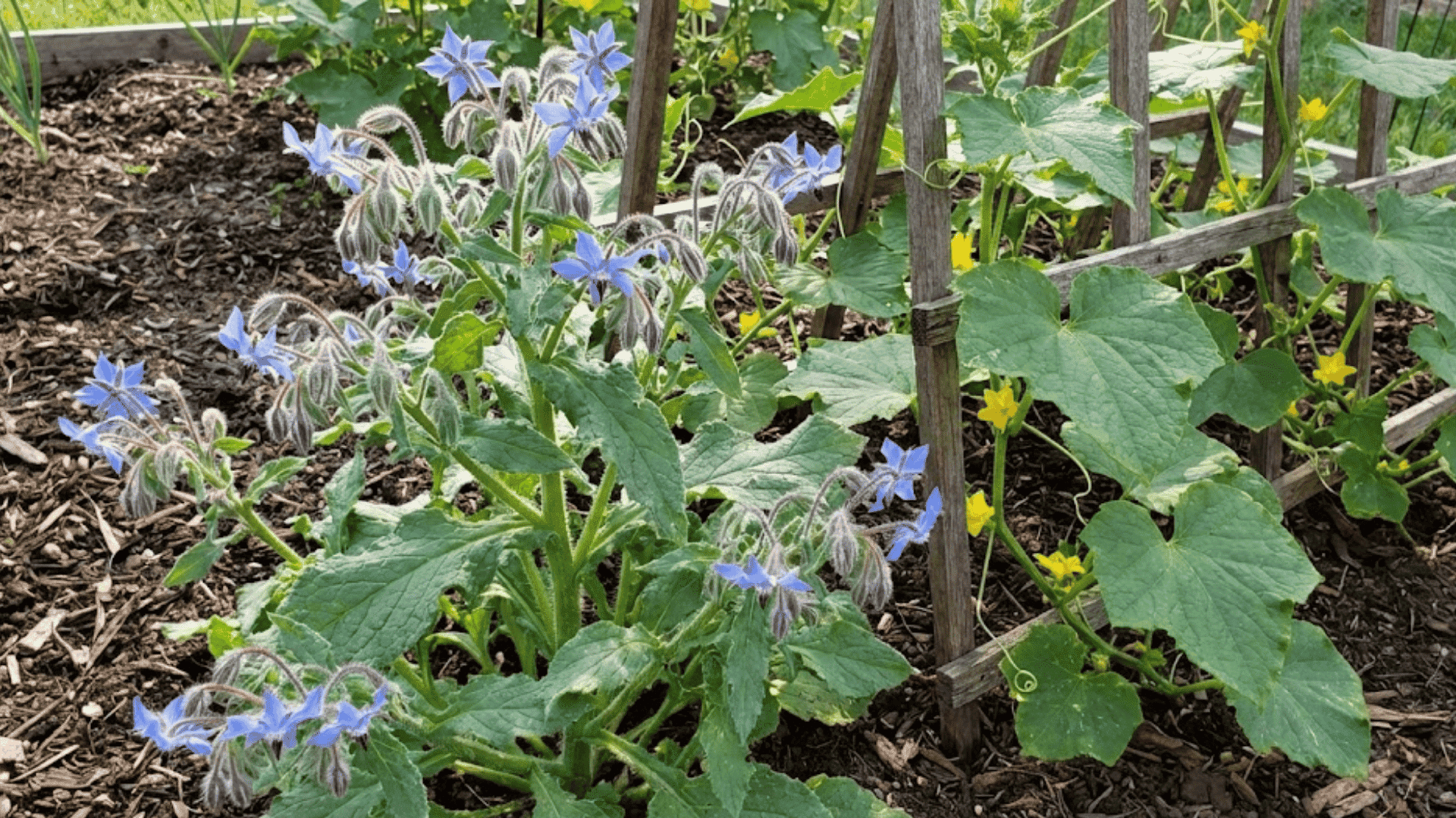 borage
