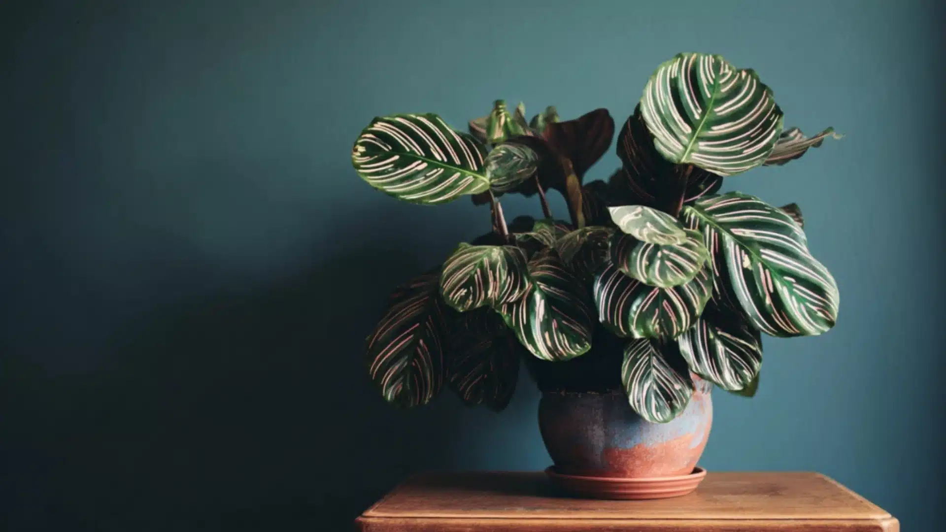 calathea with dark green leaves and pale pink stripes growing in a pot against a blue wall