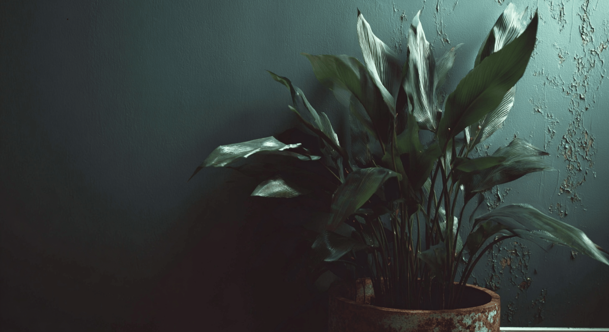 cast iron plant with long dark green blade-like leaves growing upright from soil