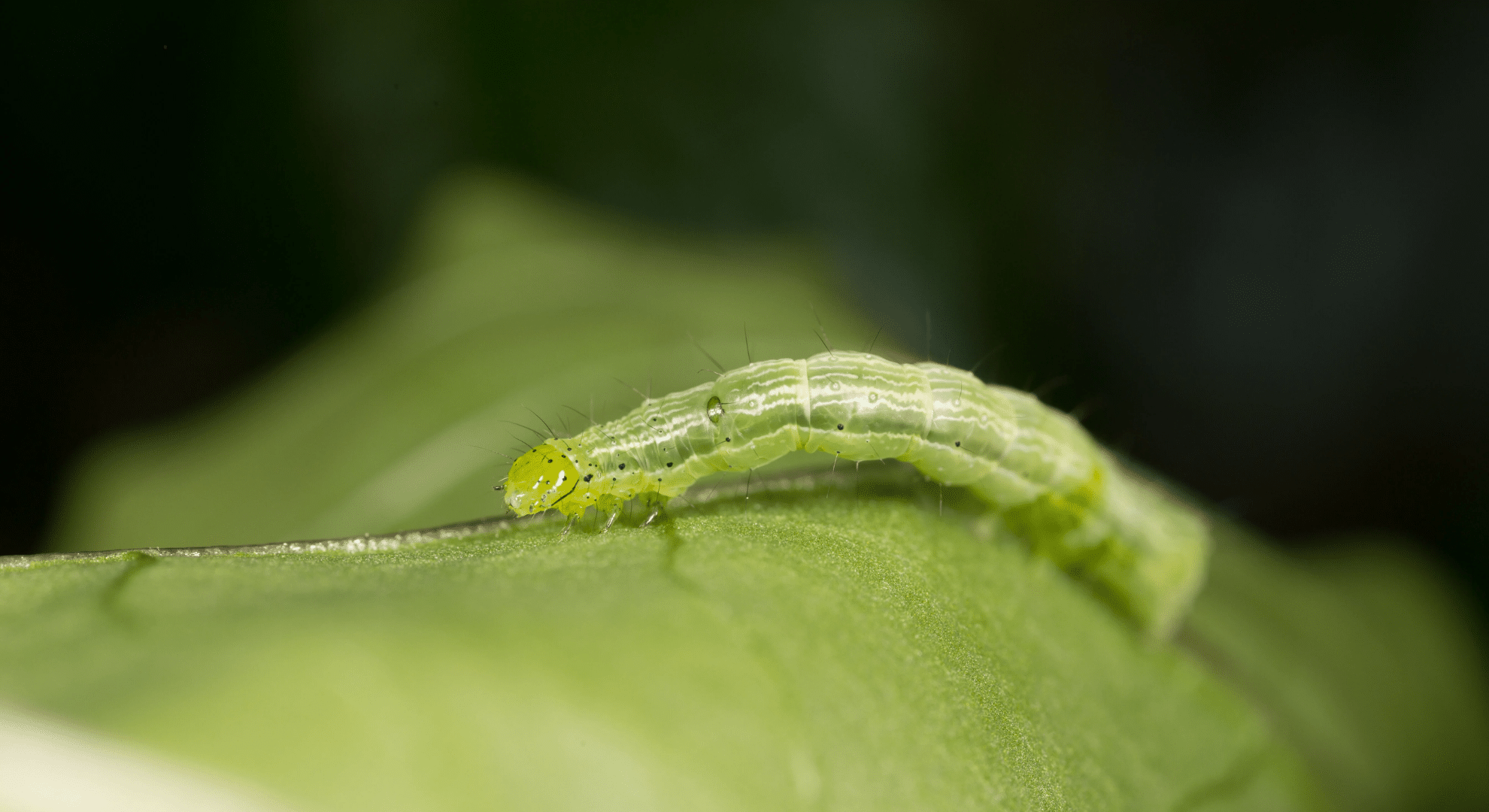 caterpillar