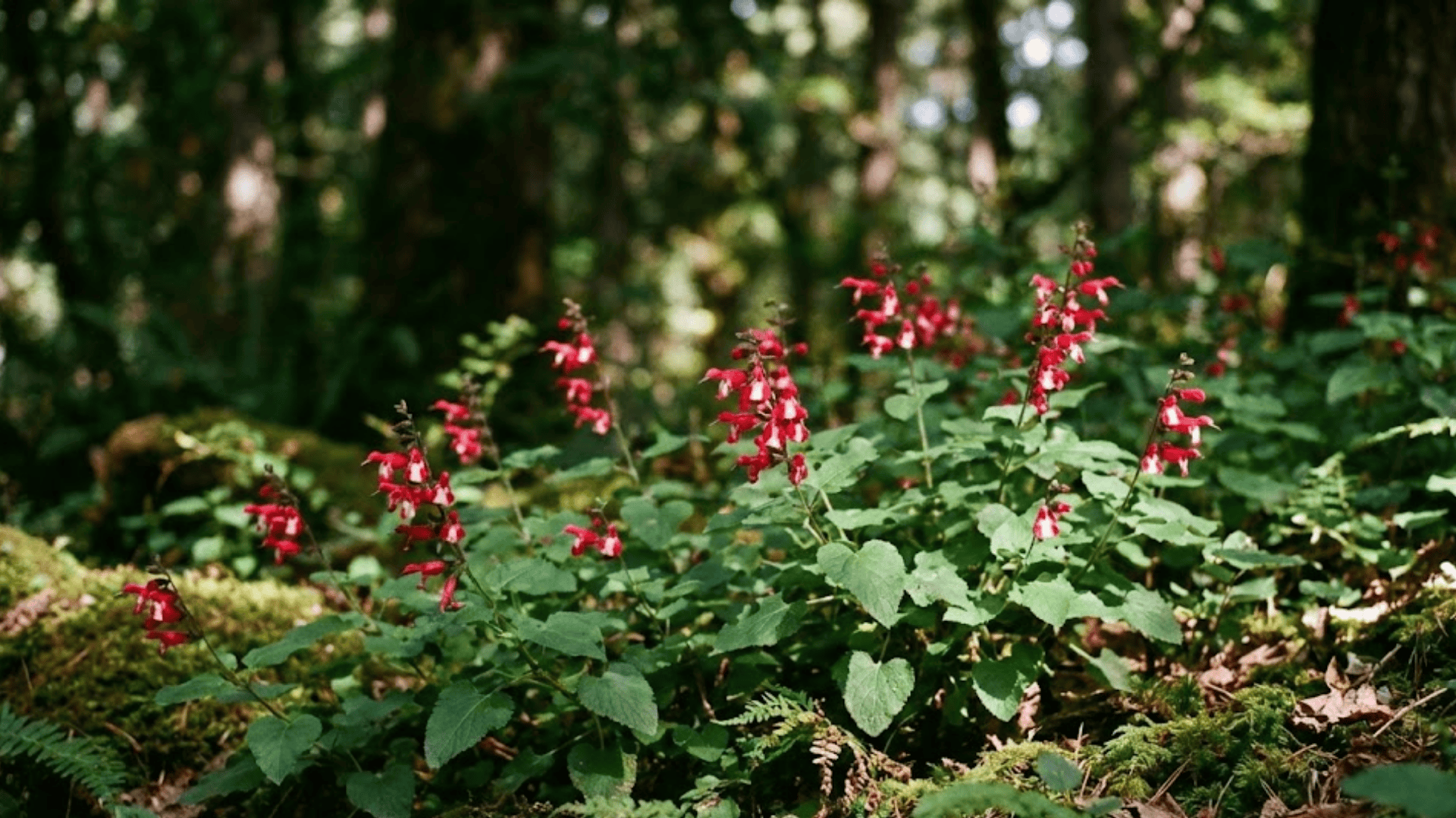 cedar sage