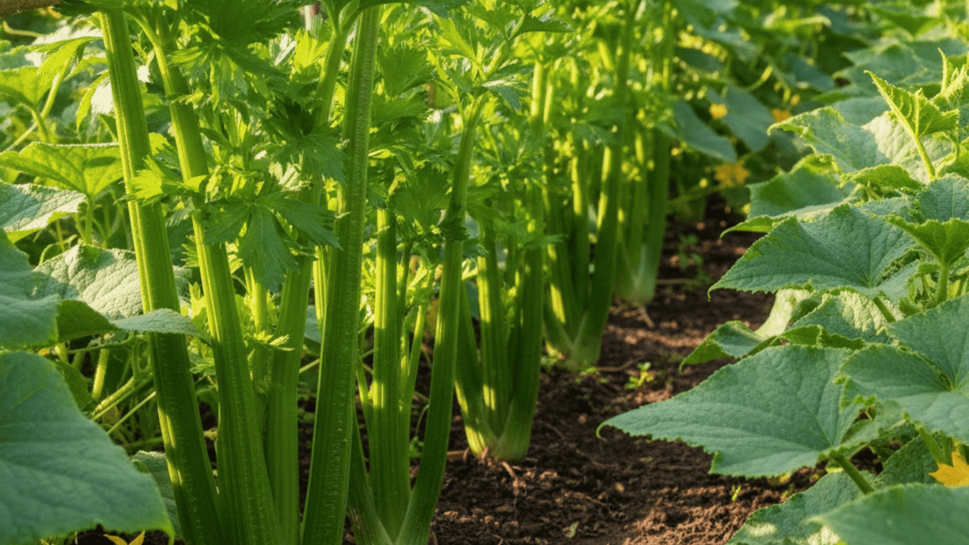 celery