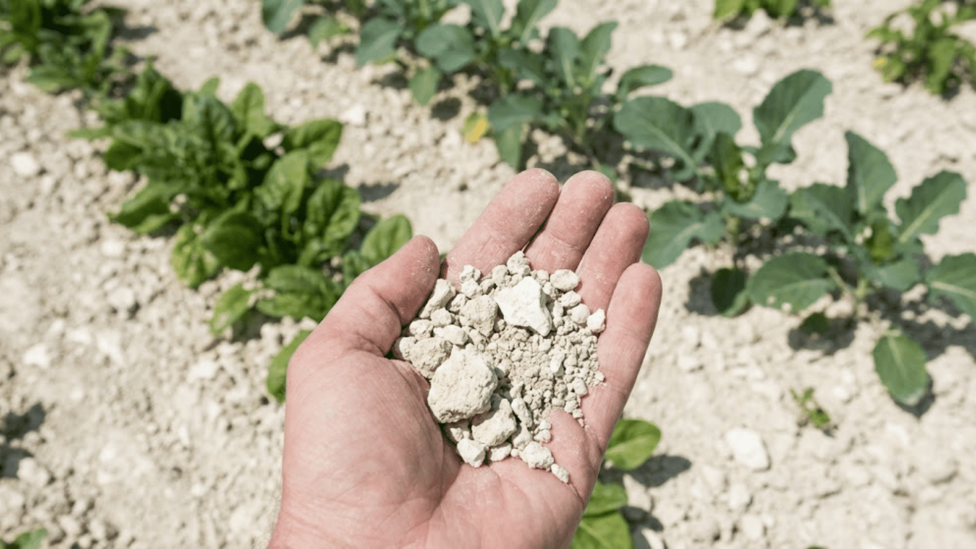 chalky soil