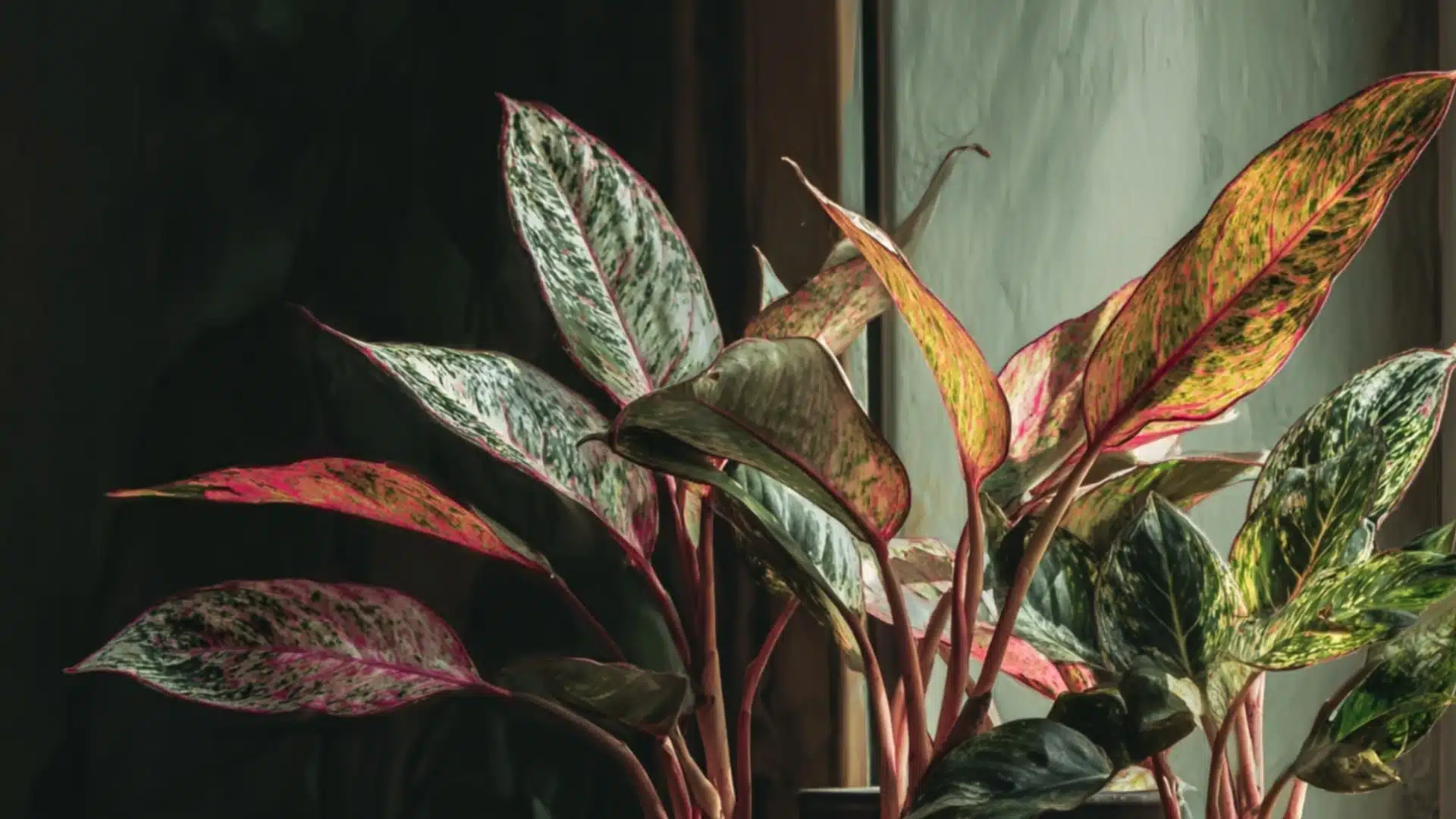 chinese evergreen with pink green and cream patterned leaves growing near a softly lit window